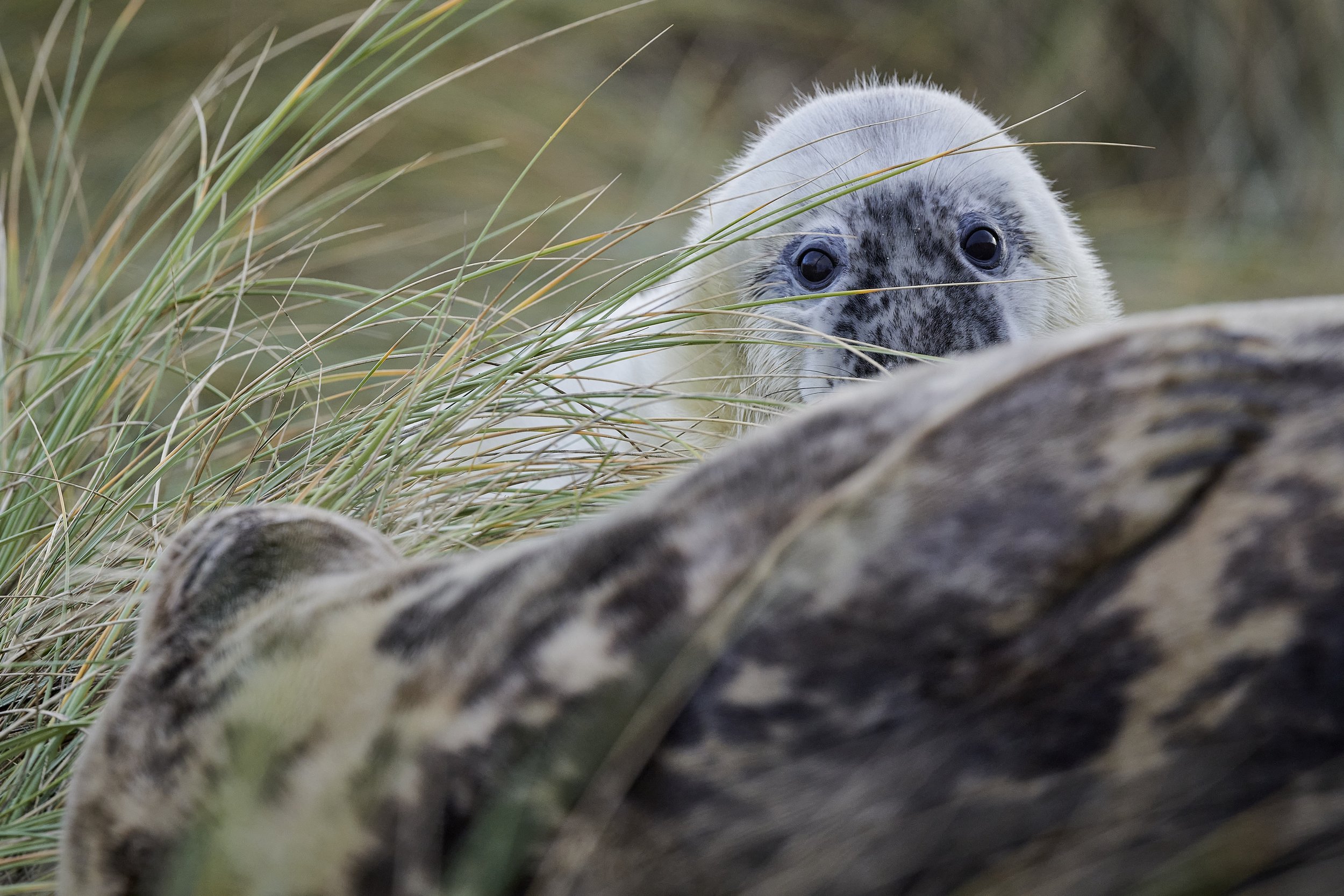 Seal pup peeking out from behind a clump of marram grass and its sleeping mother. Captured in the dues at Winterton Norfolk.