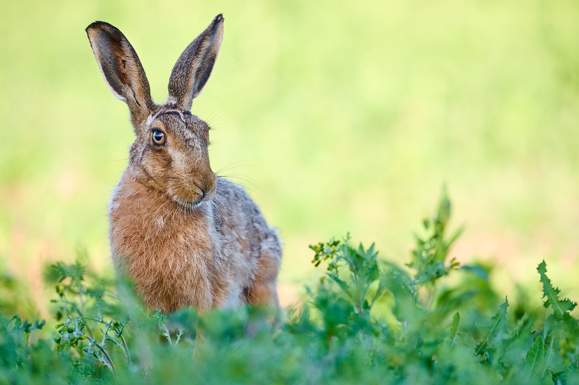 Hare on an early summer morning