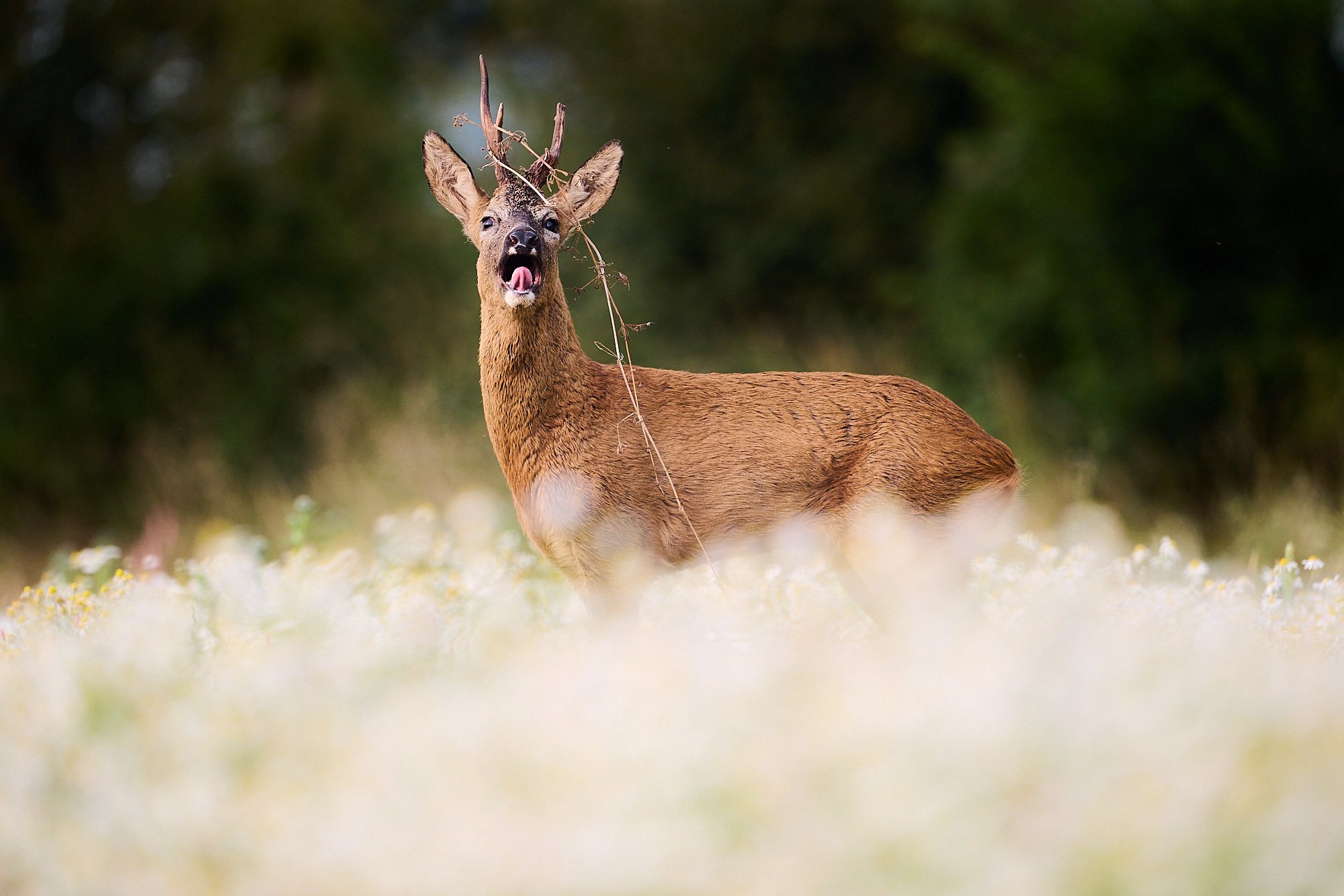 Master roe buck bellowing during the rut in July