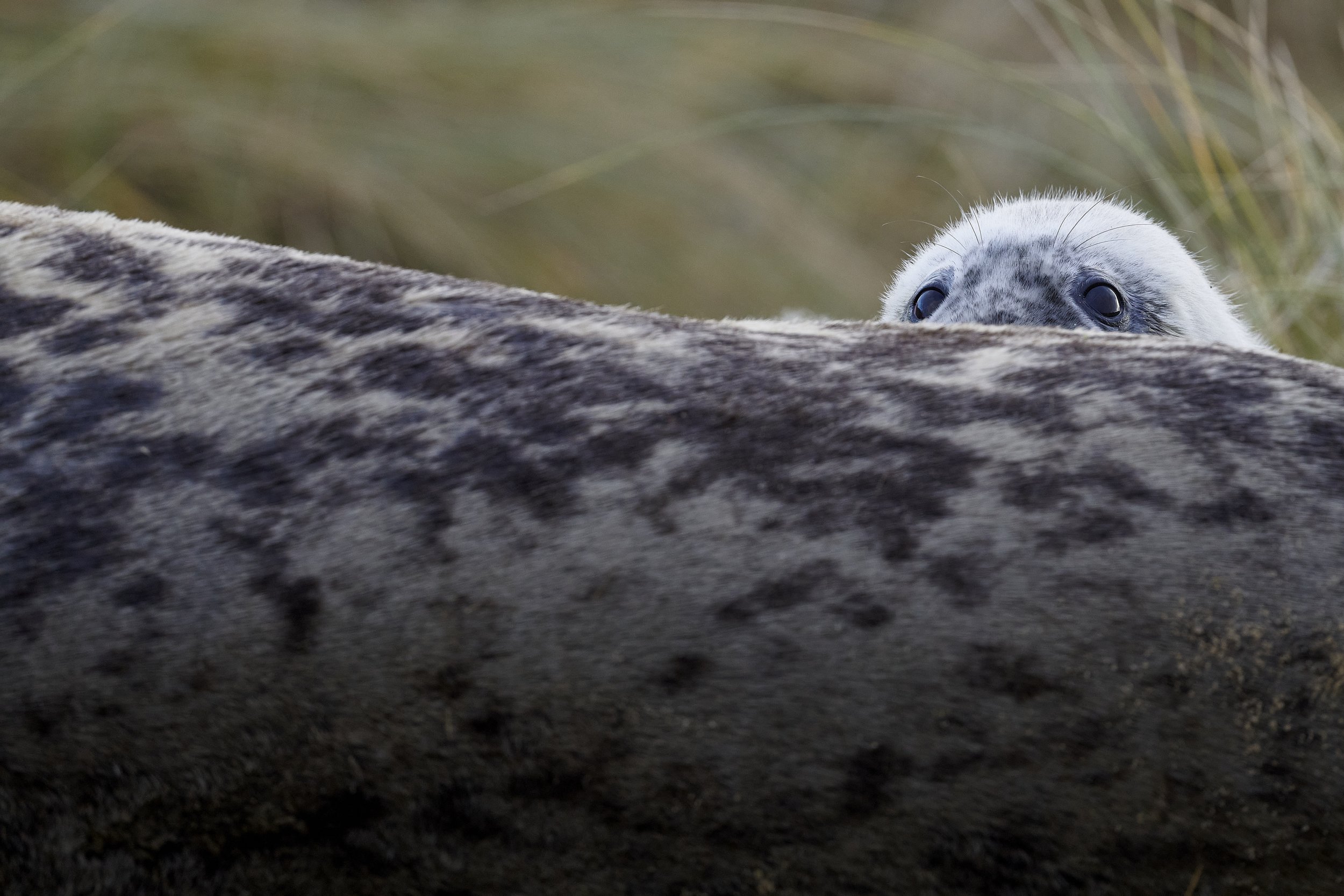 Seal pup feeding on mother's milk and checking its surroundings are clear of threats. Captured at Winterton Norfolk.