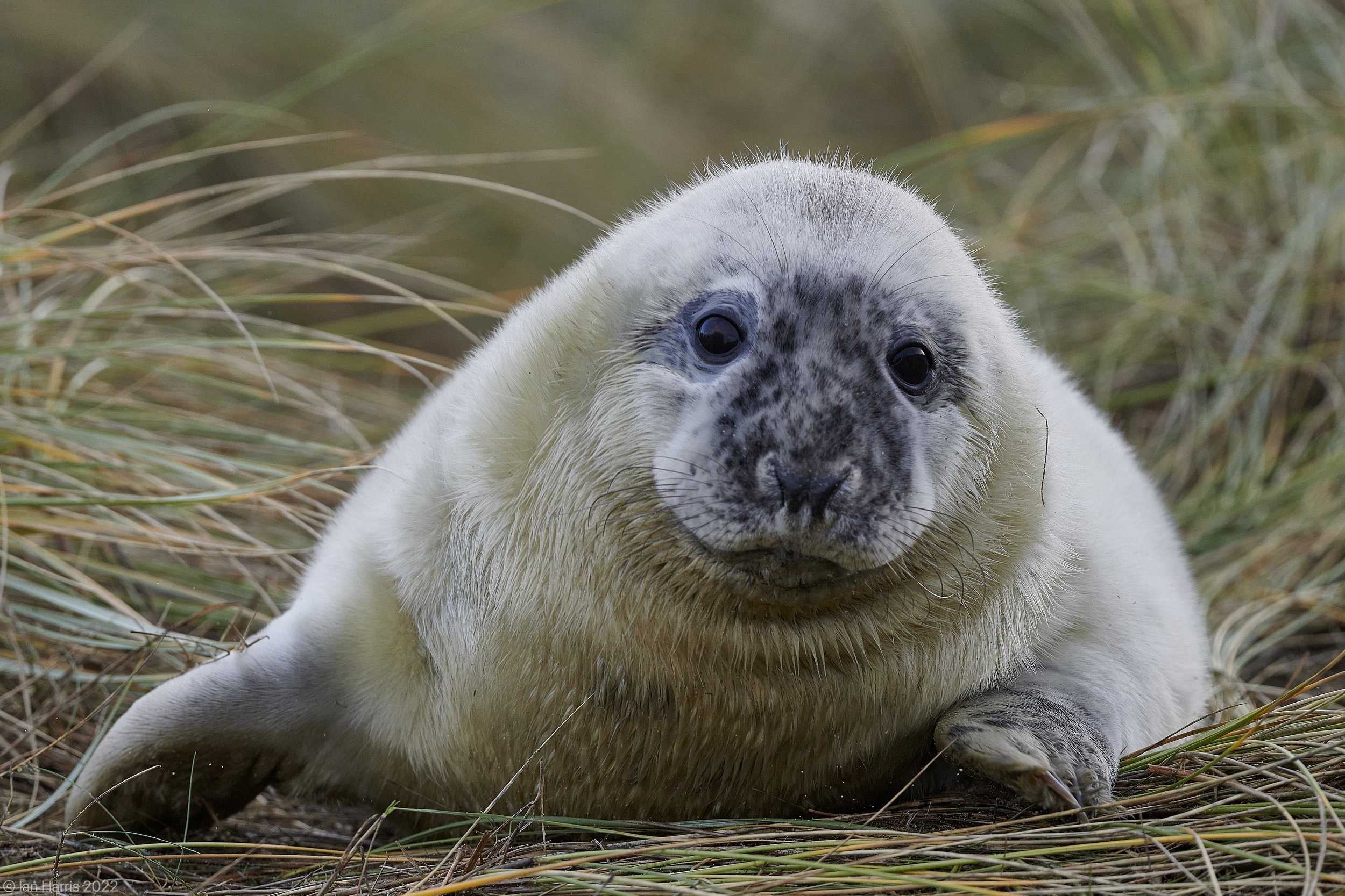 Grey seal pup, about 1 week old. Captured at Winterton Norfolk December 2022