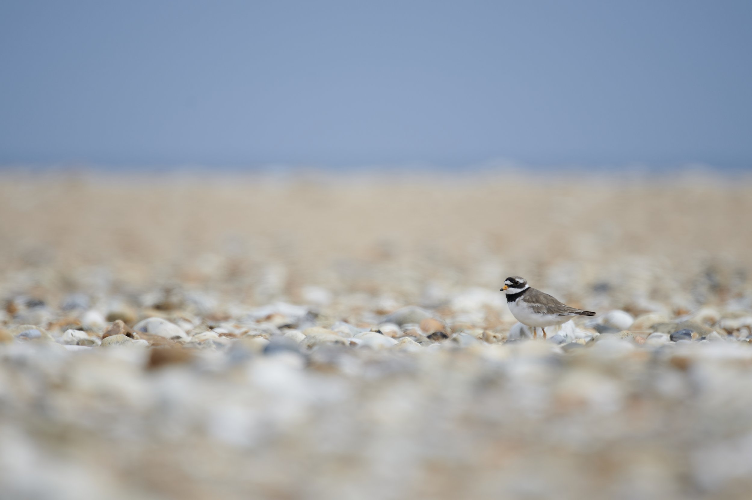 Ringed Plover stands guard at nesting time. Scolt Head Norfolk