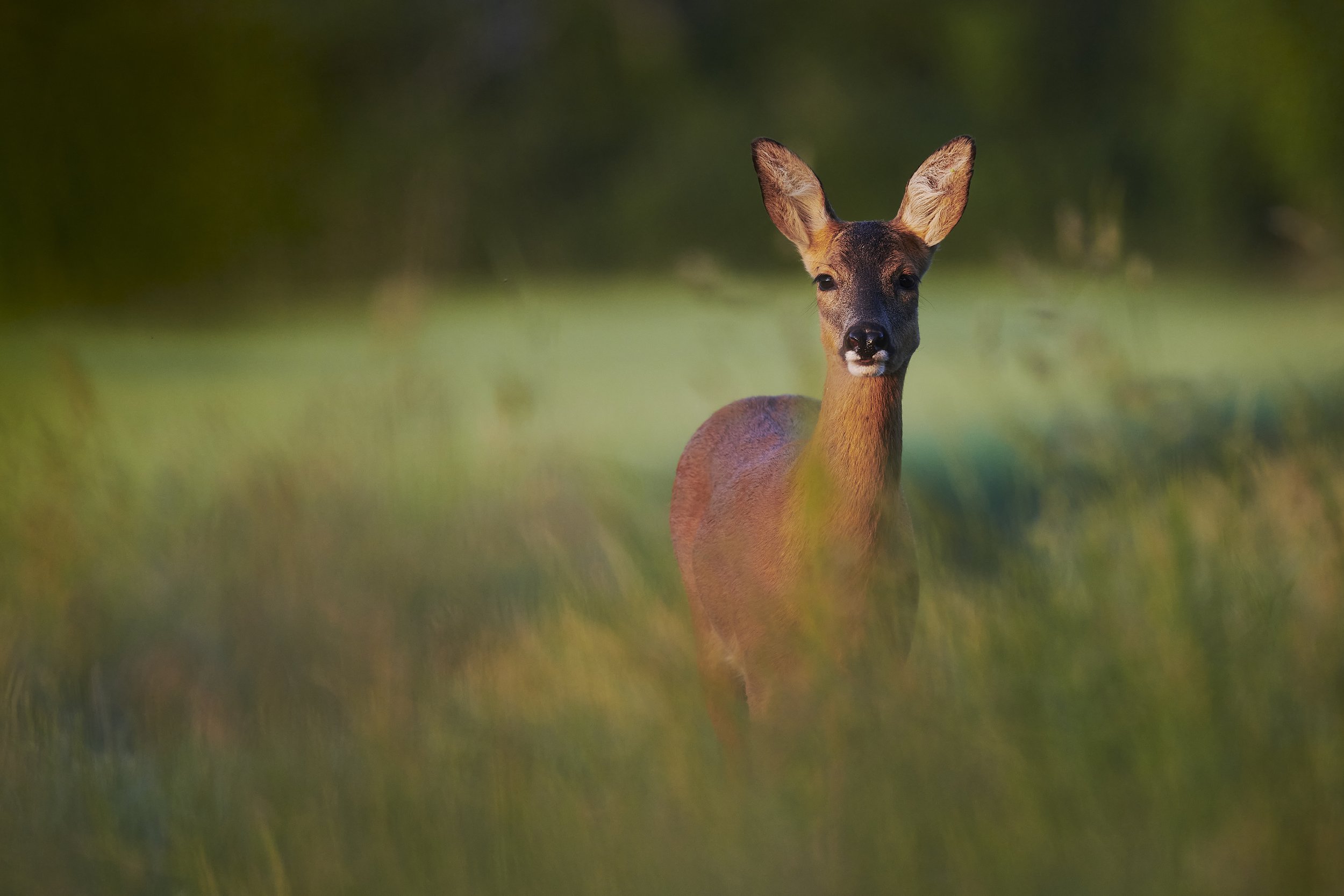 Sunset Roe: Roe deer doe in the glow of the setting sun in June