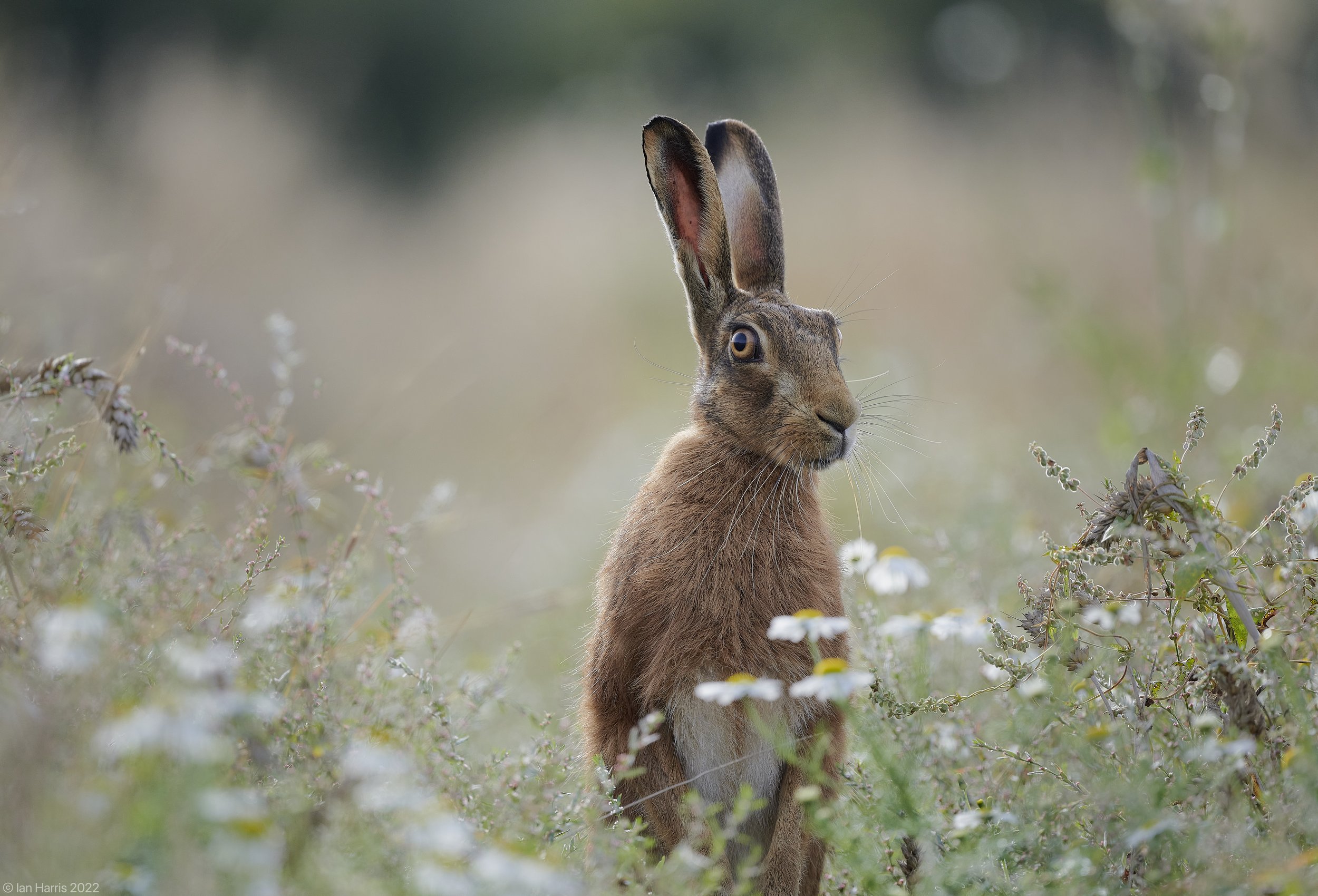 Brown Hare in a weed laden wheat field captured in September. The daisy-like flowers are Chamomile.