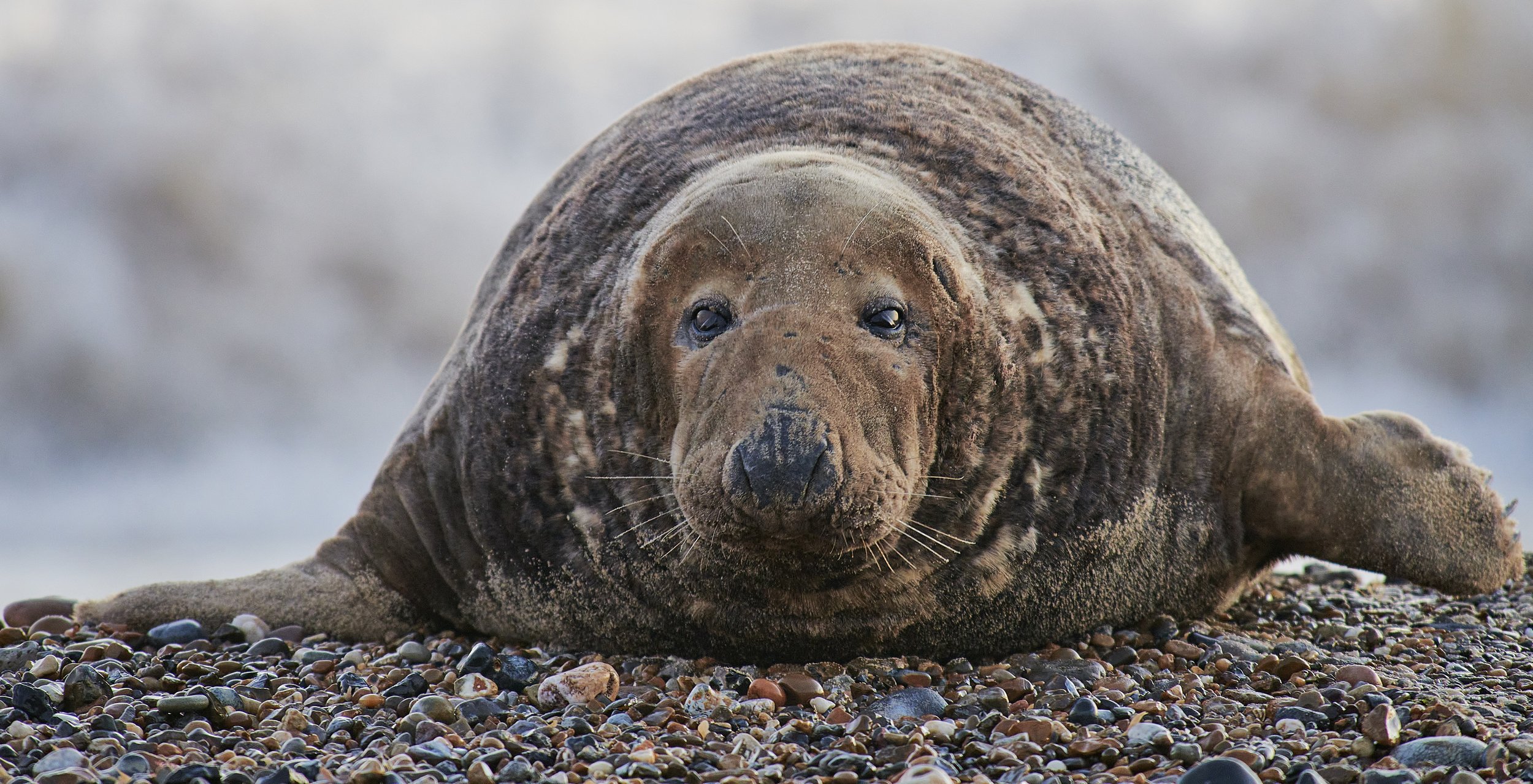 Male grey seal captured at Horsey Gap October 2020