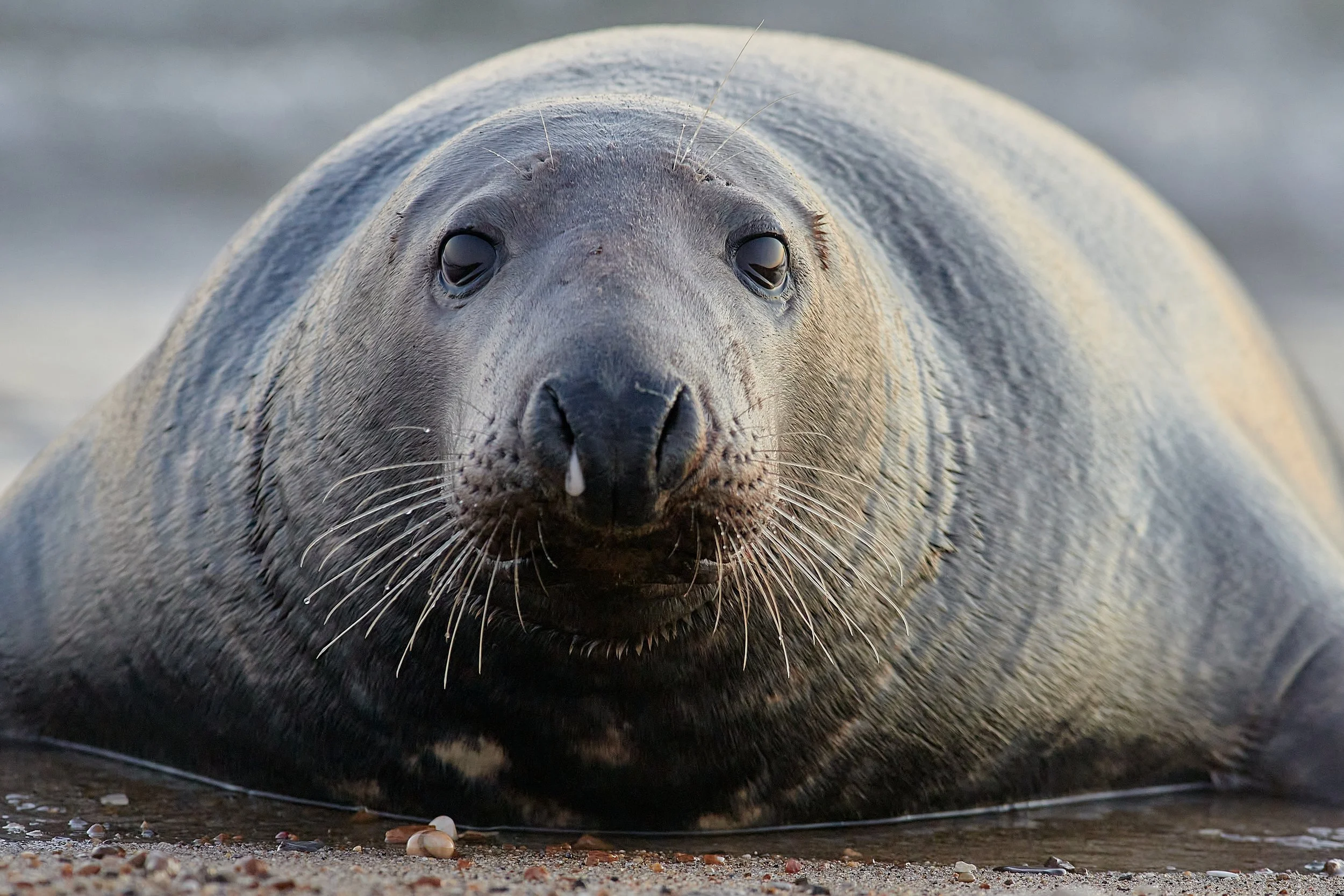 Male grey harbour seal bathed in pre sunrise dawn colours. Captured at Horsey Norfolk October 2022.