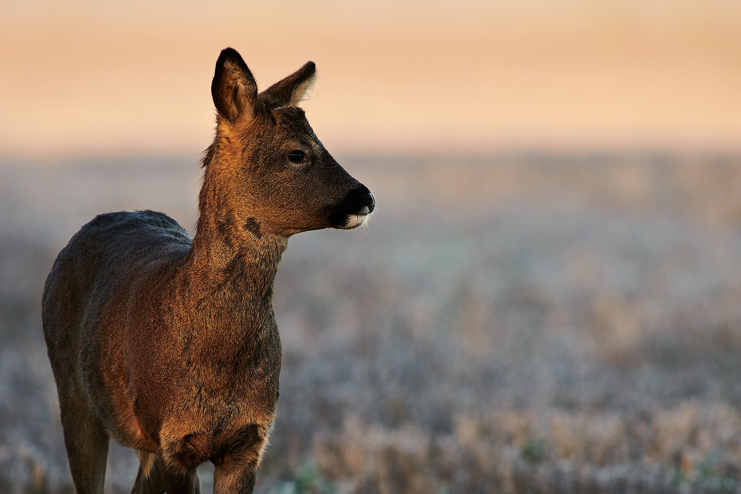Roe buck in late January on a cold beautiful day