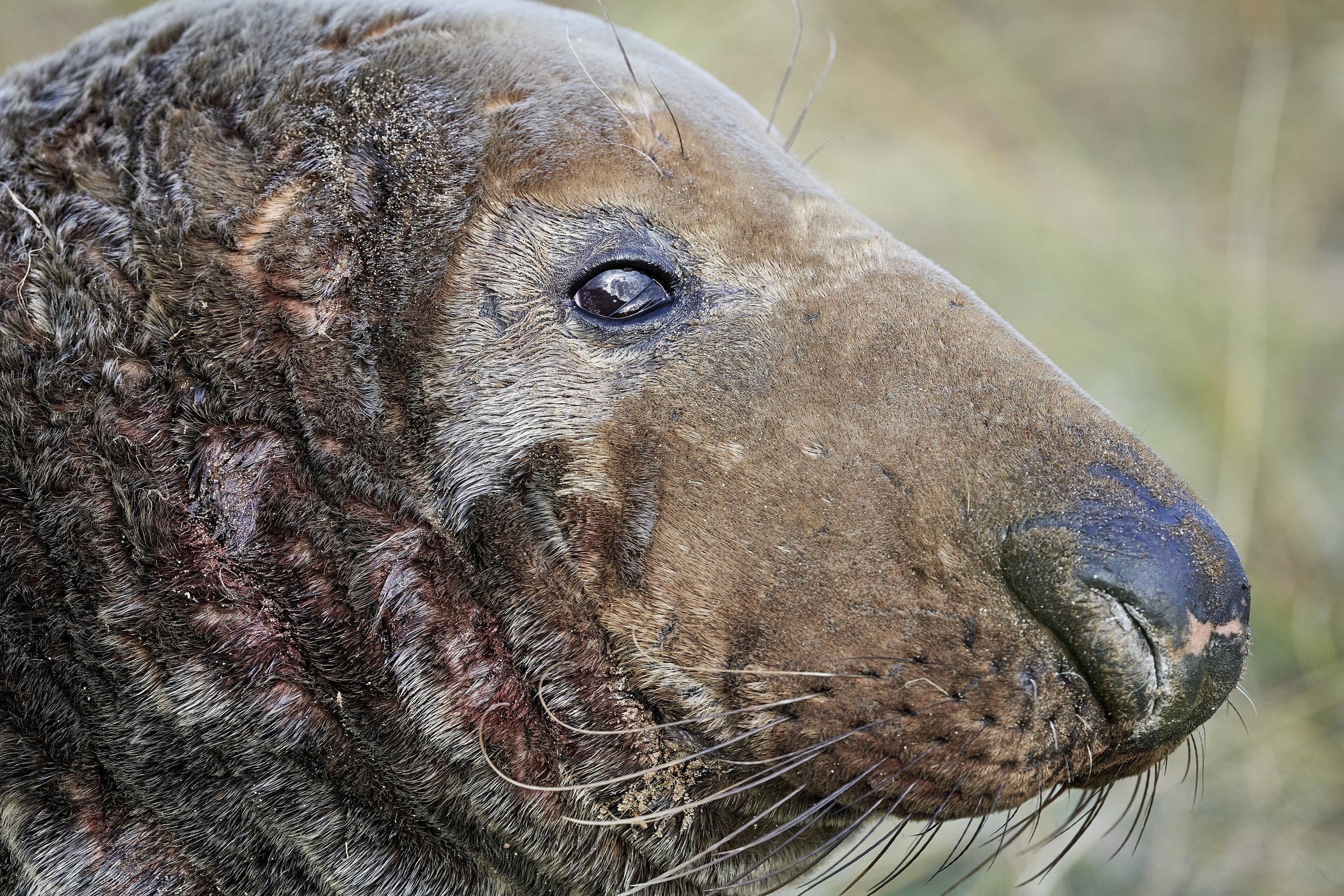 Battle scarred: Bull grey seal showing bloodied signs of fighting; captured at Winterton Norfolk December 2022.