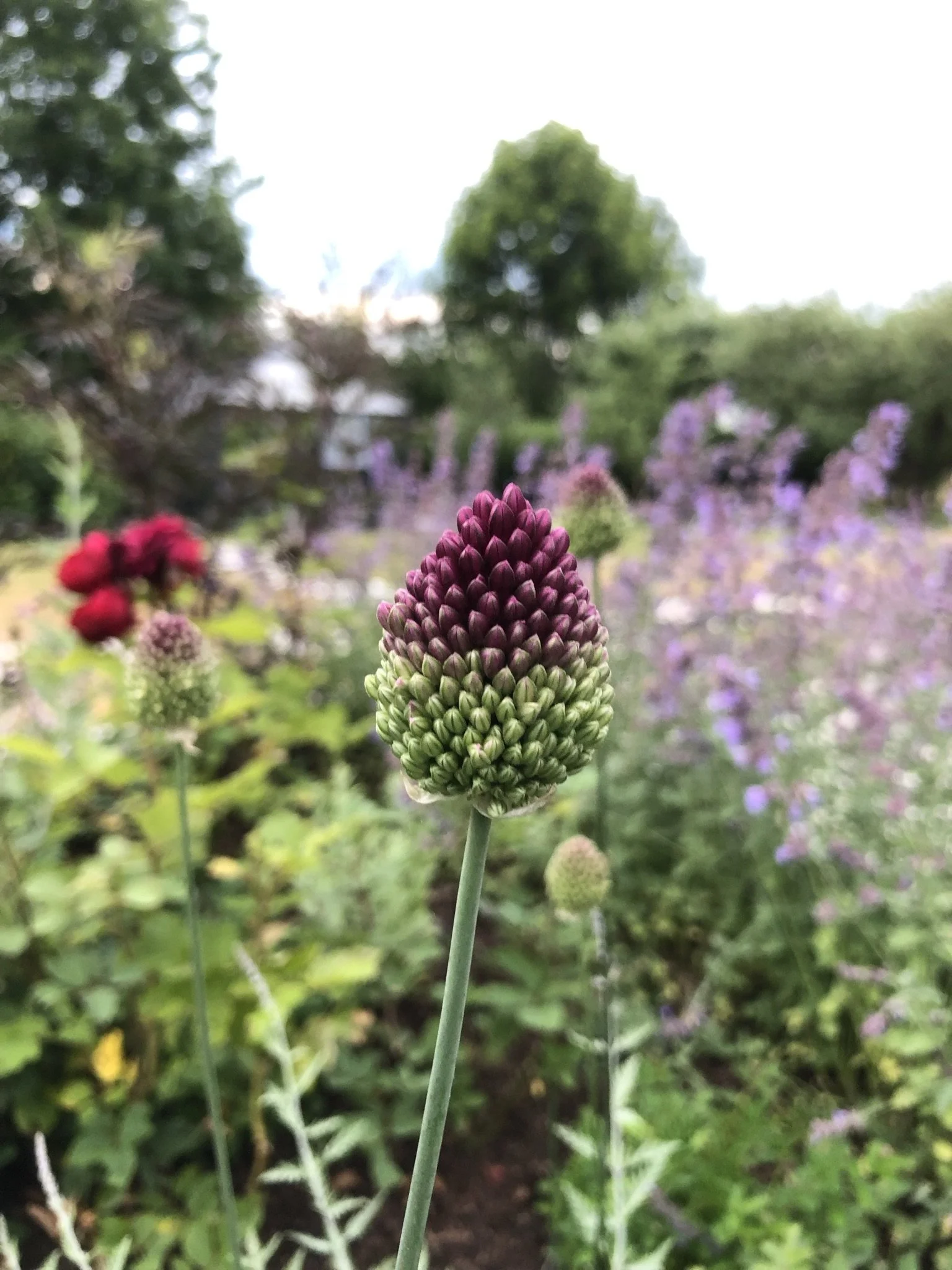 greatgarden-allium-nepeta.JPEG