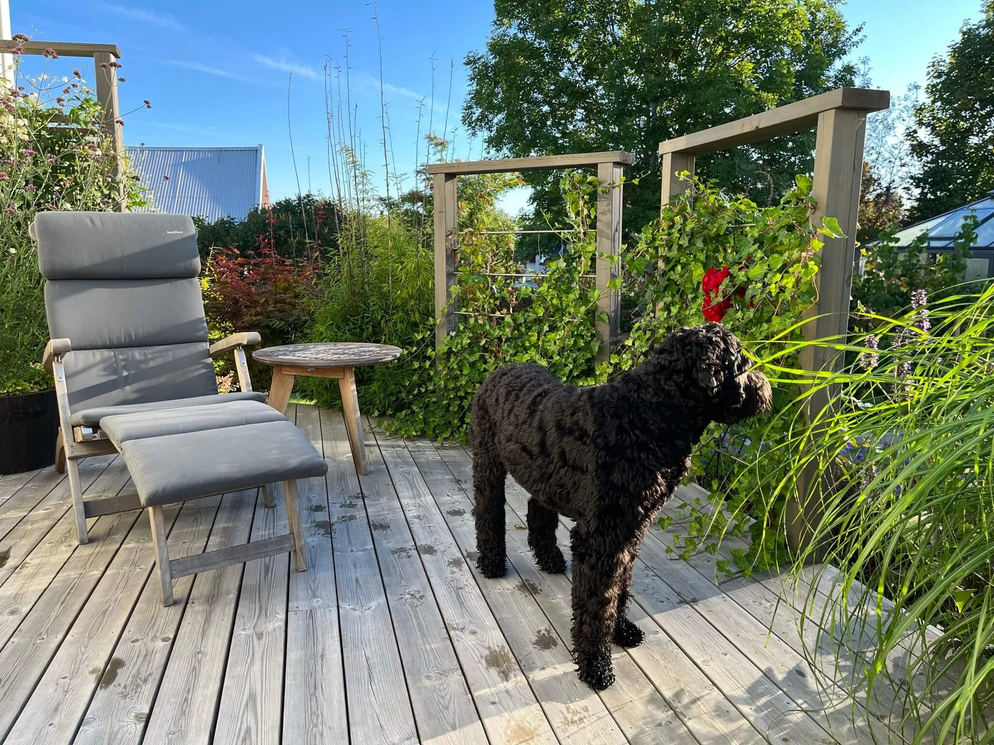 great-garden-pergola-molly.JPEG