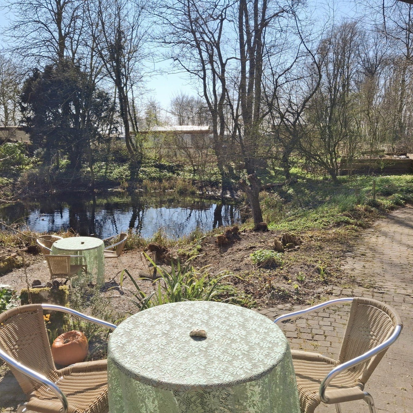Het terras is open. Lekker beschut in de zon. Verse taart, lenterige viooltjes, leuke hangende jasmijn, hartige lunchgerechten en kom meer ontdekken. Vandaag en morgen open van 12 tot 17 uur. Naast @botanischetuin.domiestoen dichtbij @stoetenainvoud 