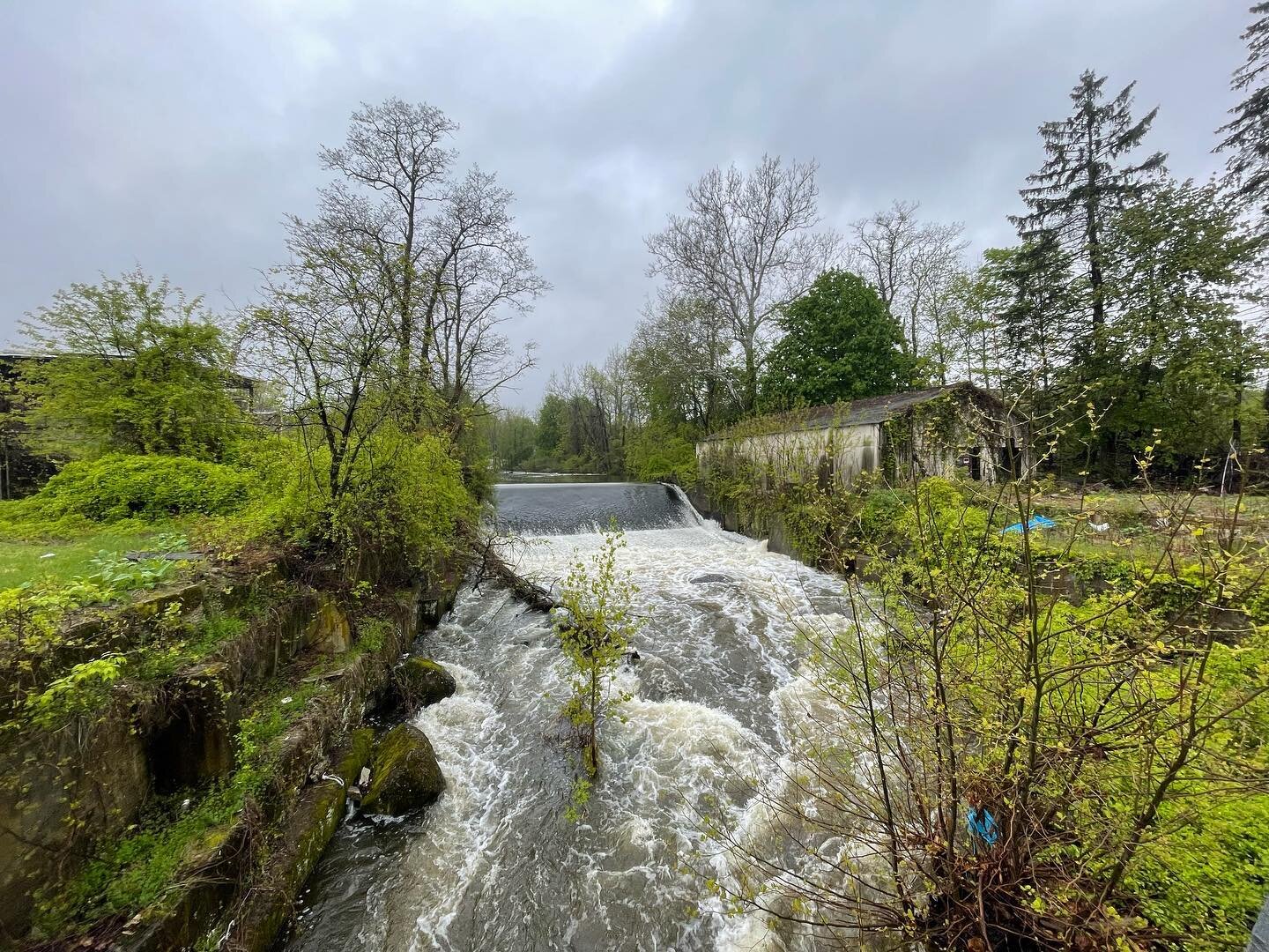 #wisnerave #newburghny where the #quassaickcreek flows into a #culvert directed below ground and under the building where an #industrialmill existed. #daylightingcreeks is the future #buildmorehabitats #overflowing in the rain
