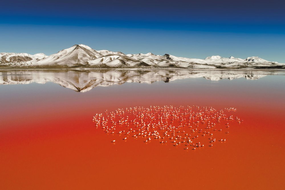 Laguna-Colorada-Bolivien-Terra.jpg