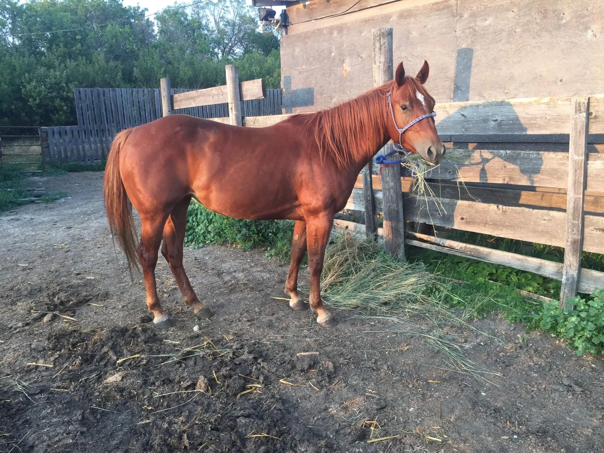 LNC CATTLE BELLE - 2020 