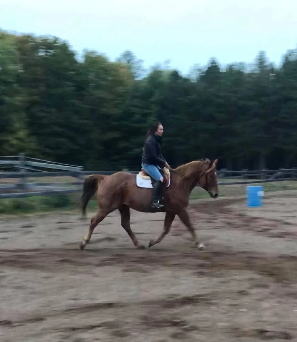 WBR Lil Rooster Roan - 2021 