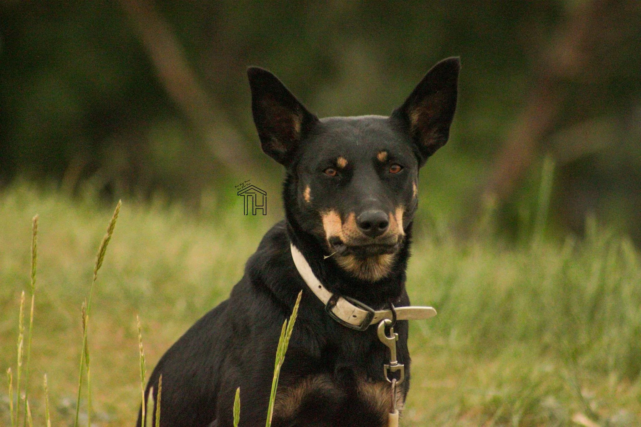 Hornbrook MiMi