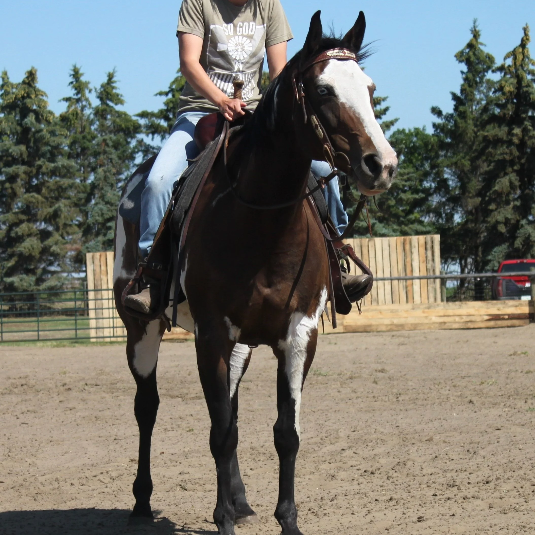 APHA Mare -2022