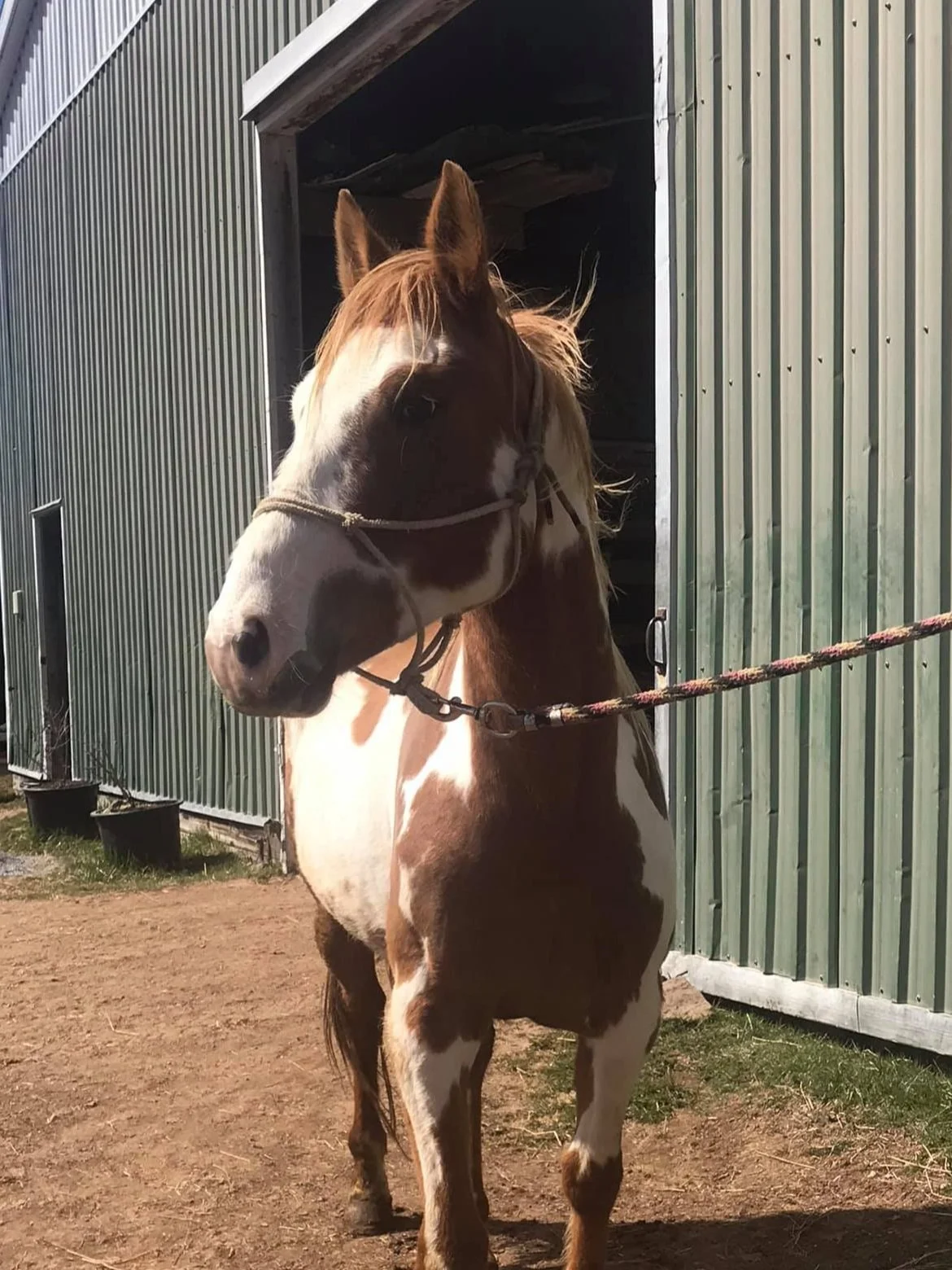 2016 APHA Gelding - 2021