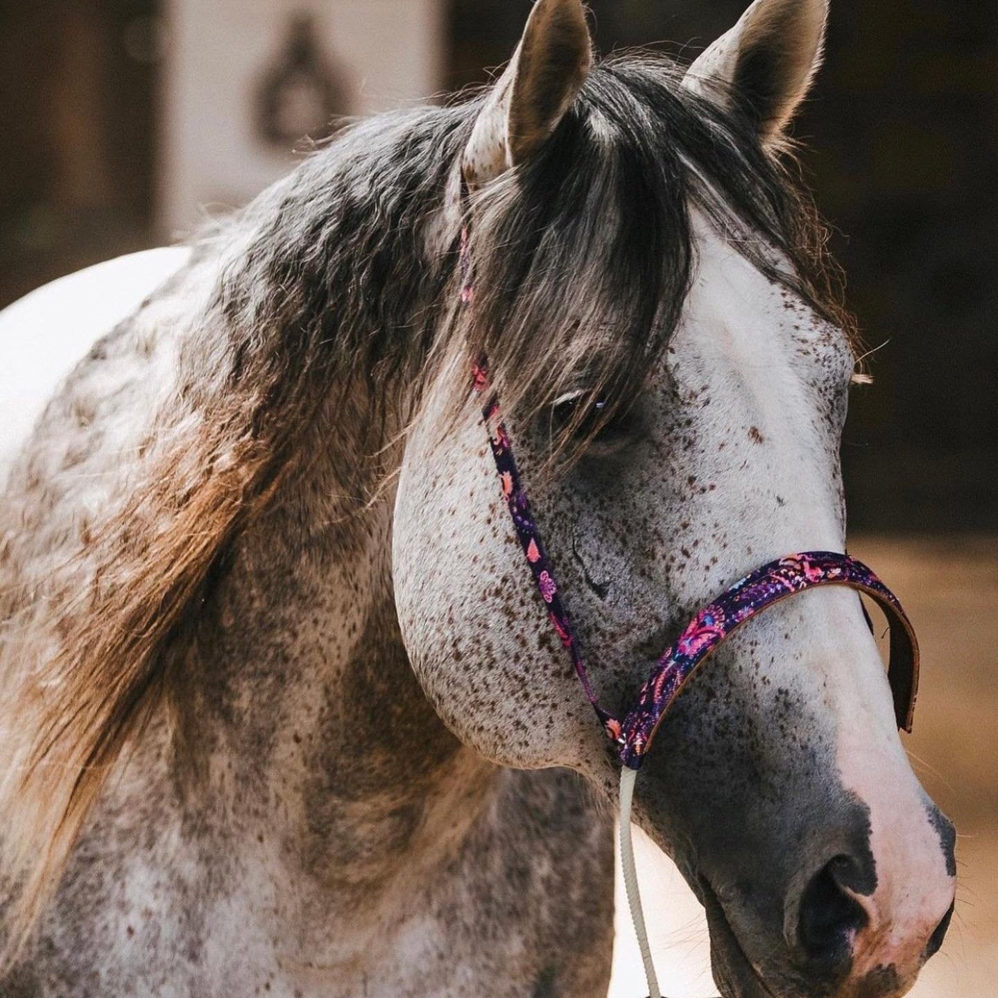 Jus Cash A Chic - AQHA Stallion - 2019