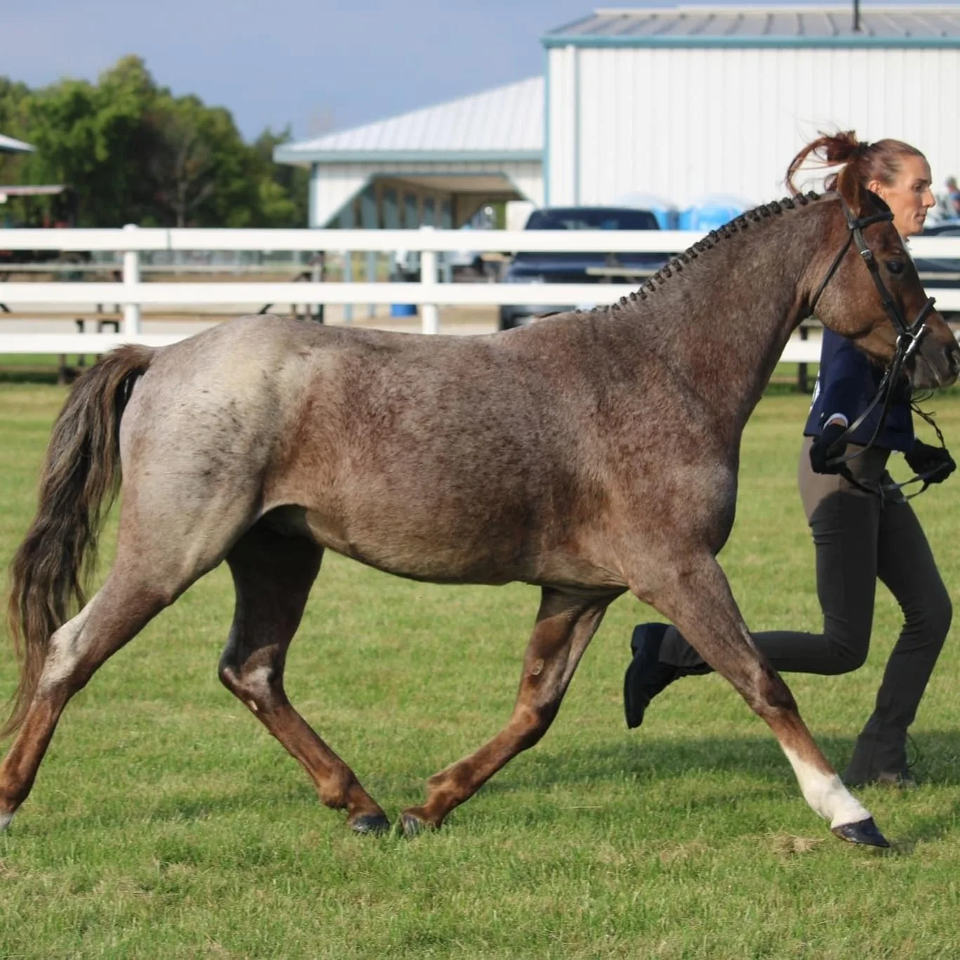 Alvesta Valentino