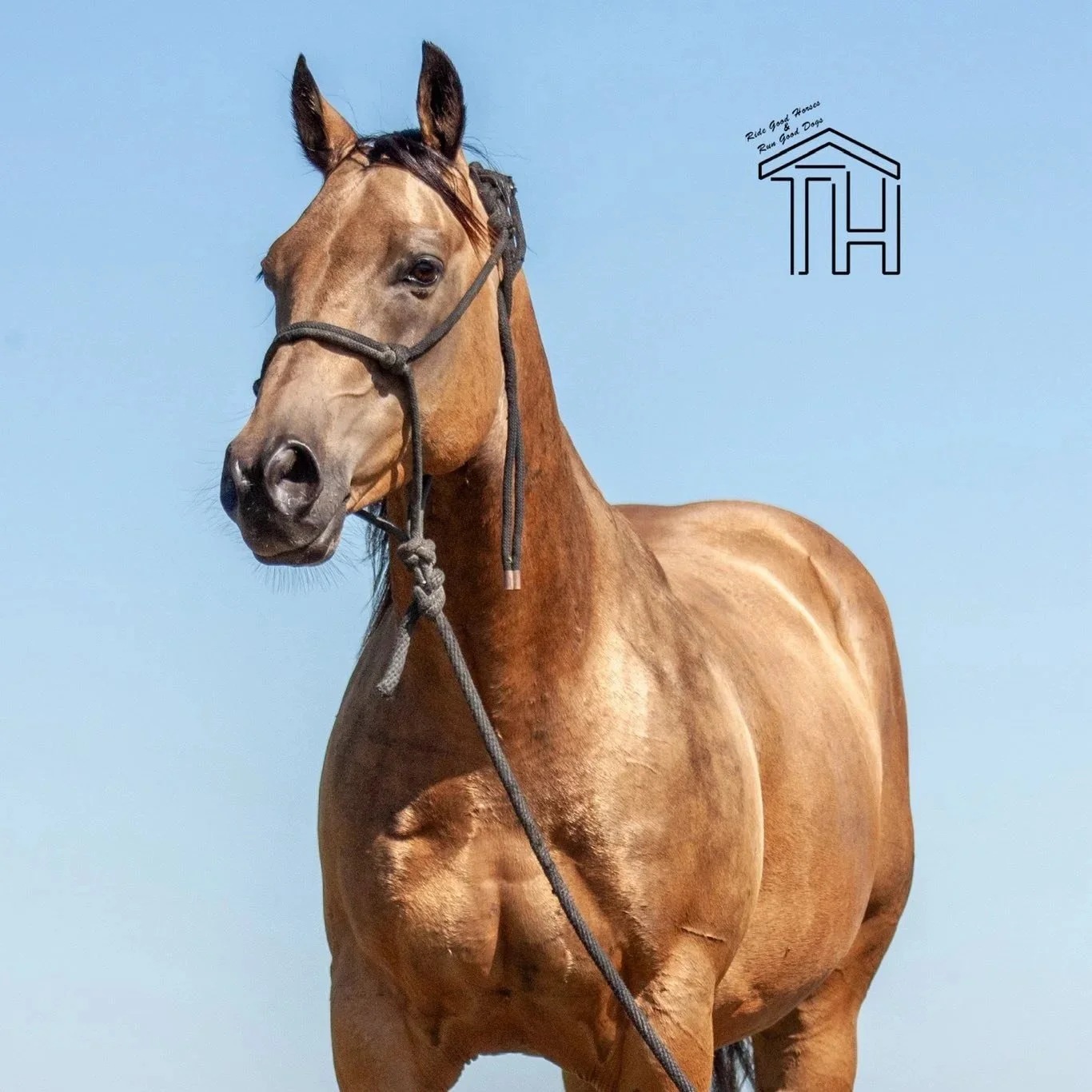 RTH Just Dave Sold July 2025