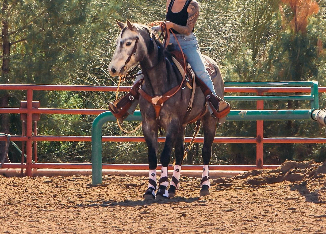 Storm - AQHA Gelding - 2022 