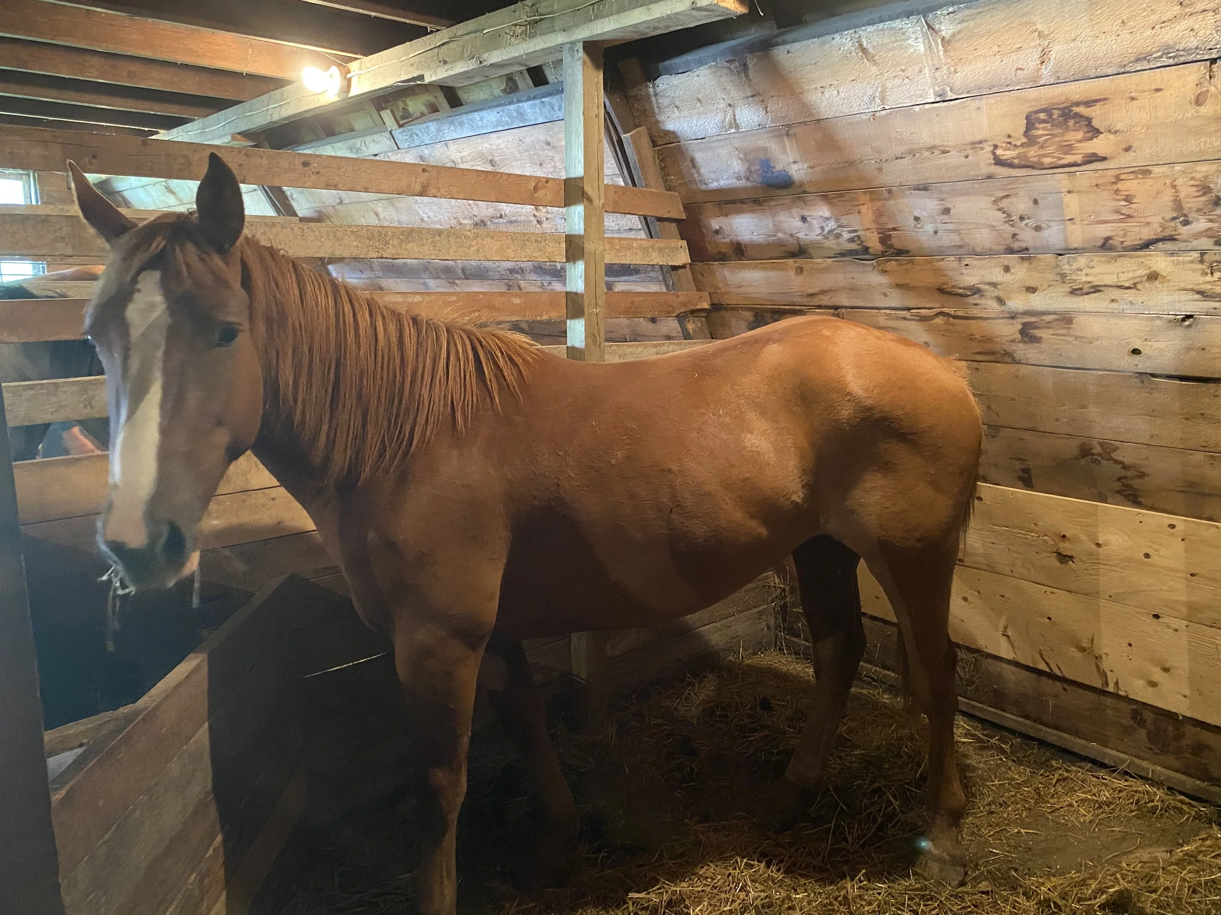 Grade Mare 2022