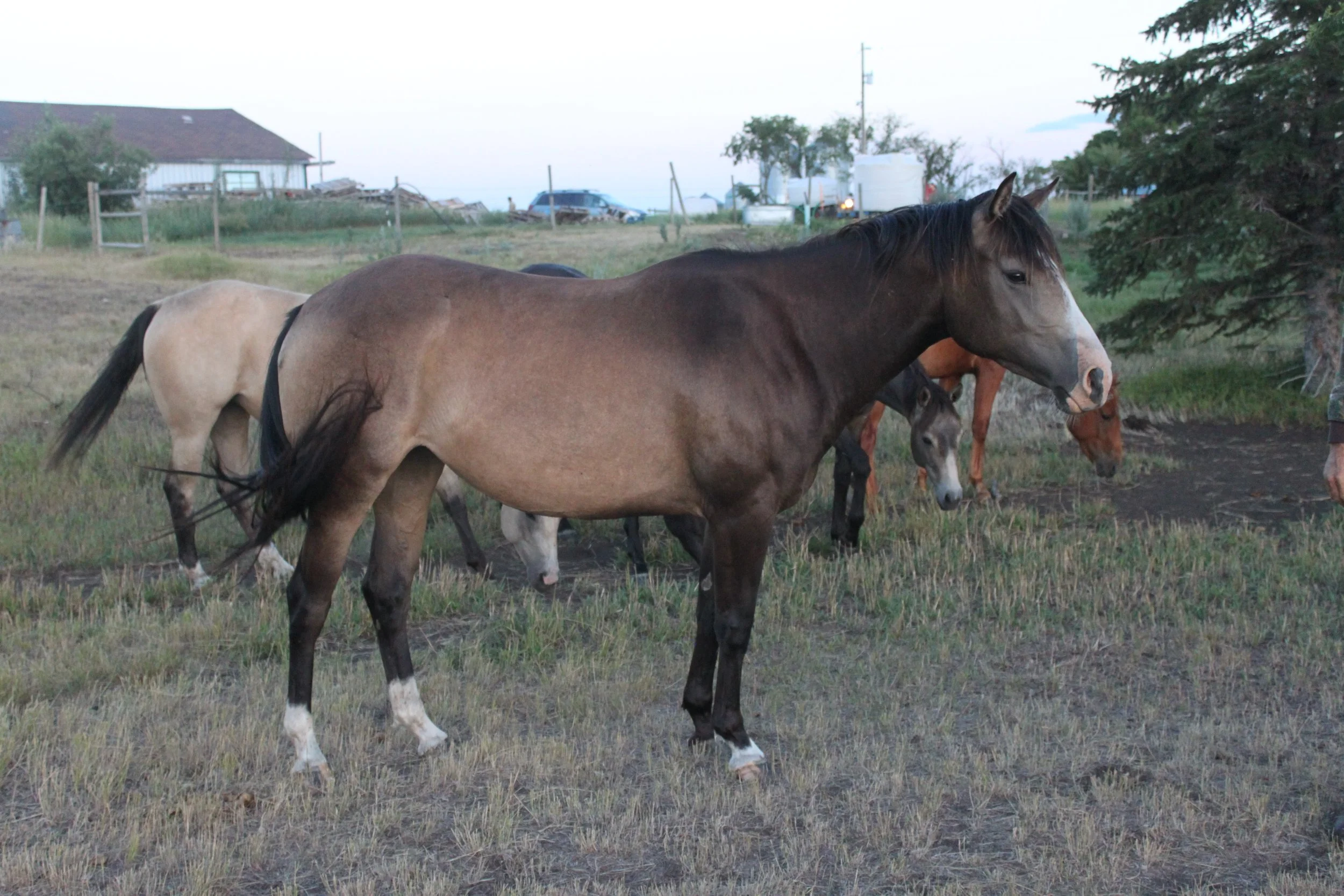 AQHA Mare -2022