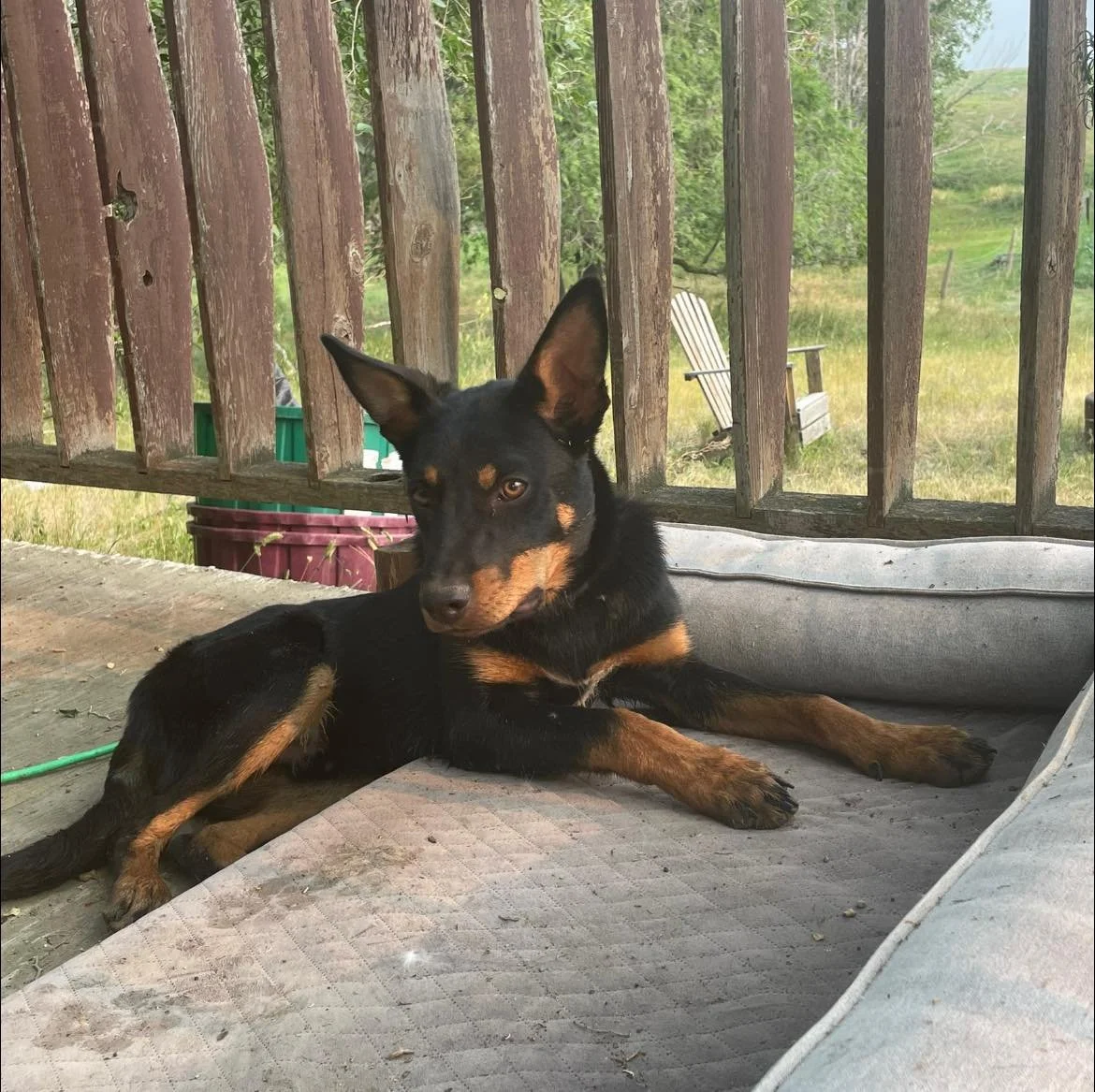 Kelpies4.jpg