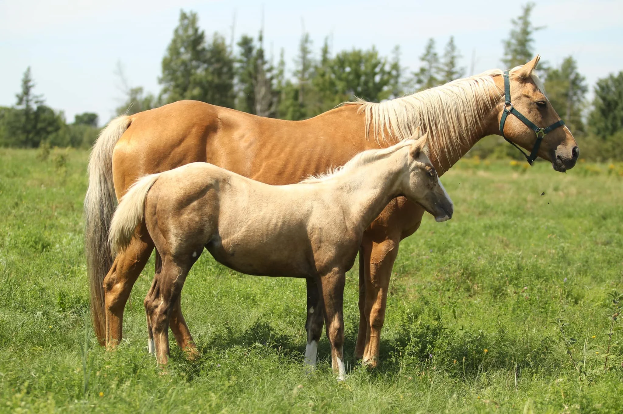 RTH Diggin Up Boons 2022 Filly