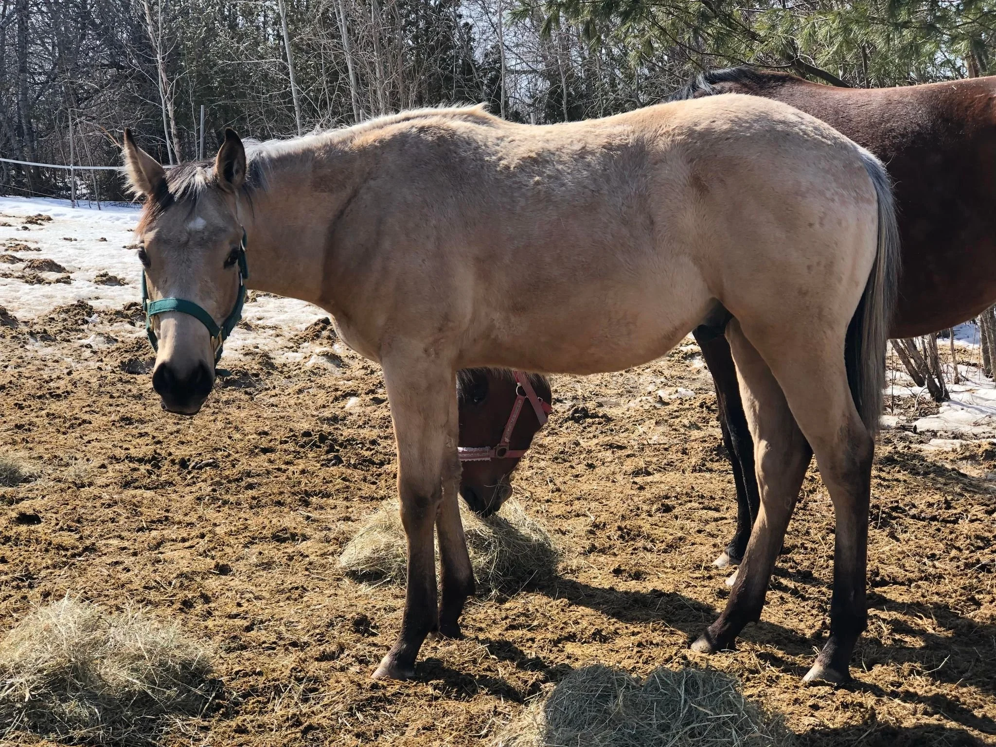 sold in utero 2022 colt 