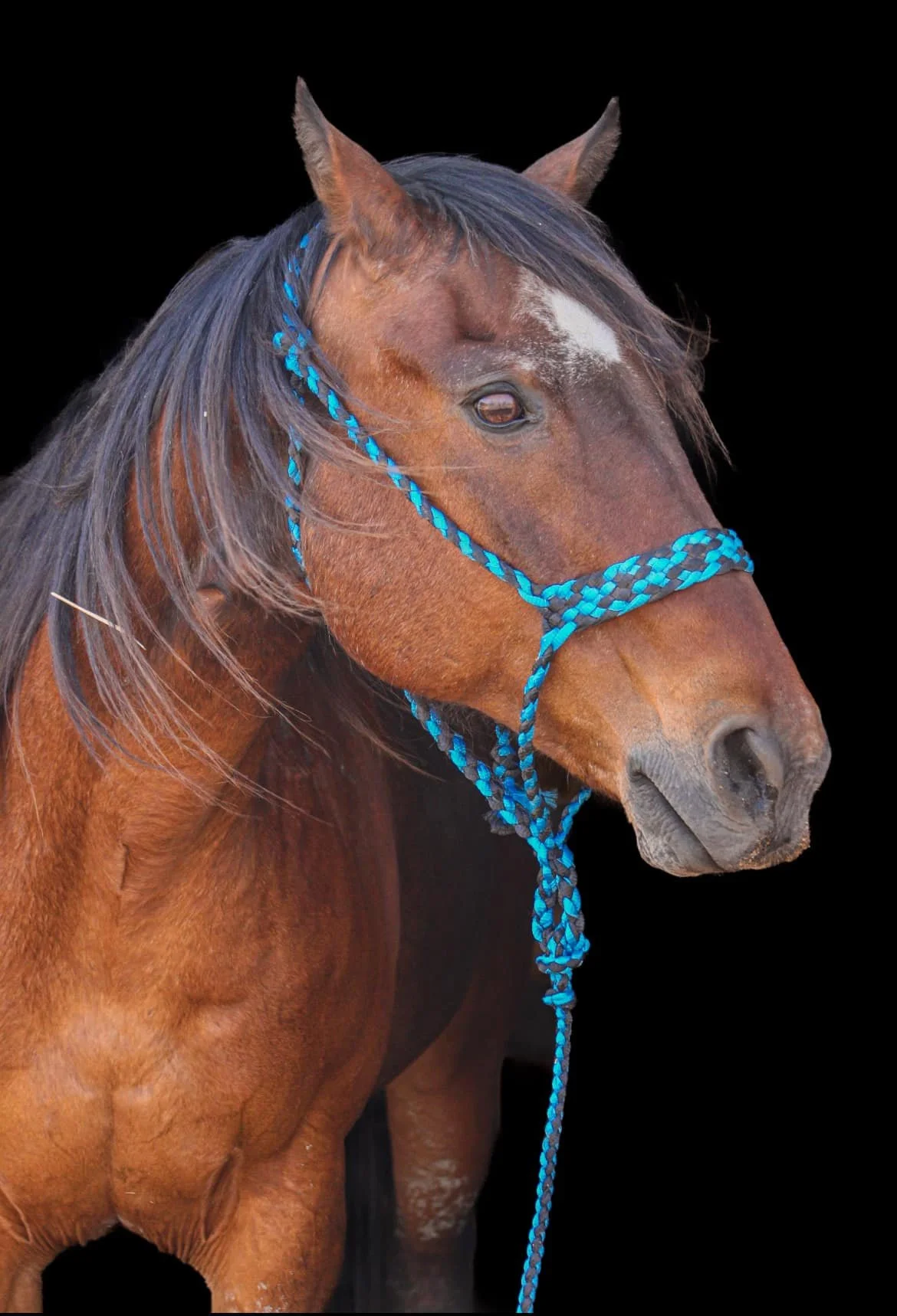 Grade Gelding 2023 