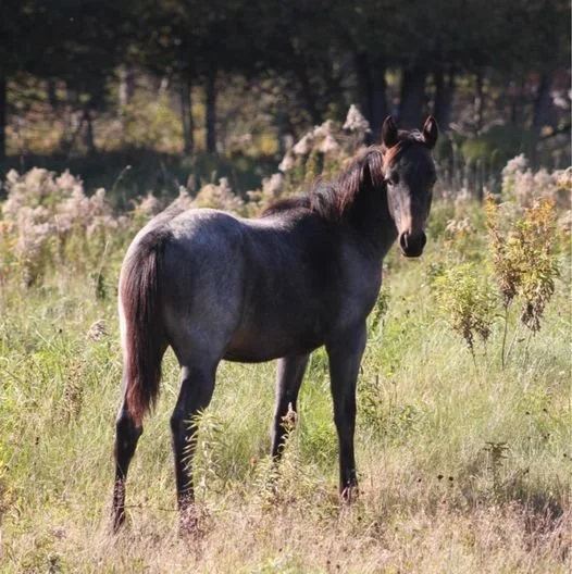 Stella ( Smokin Boonsmal x Rare Friday Fame ) 2022 Filly 