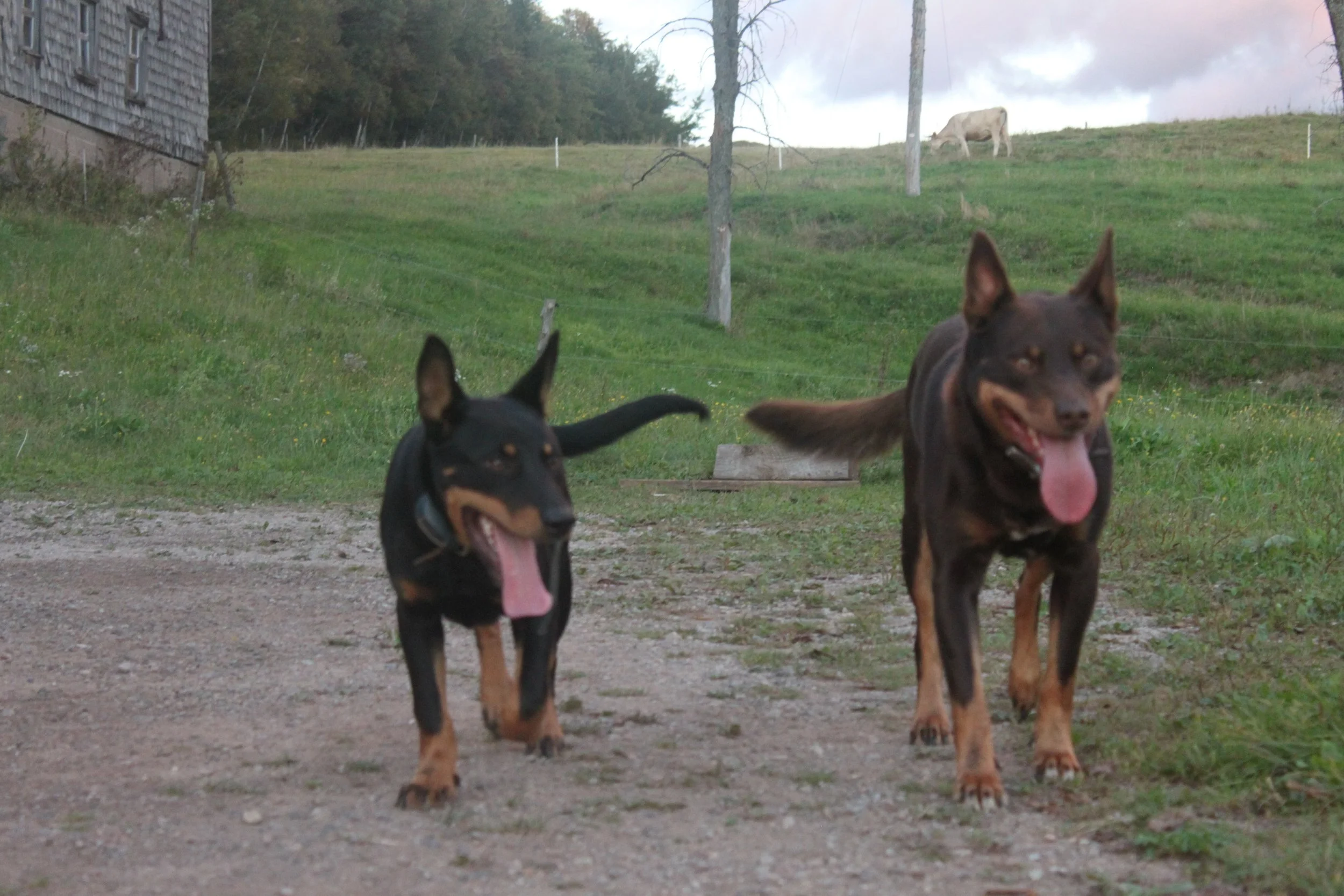 Rigs and Ranger 