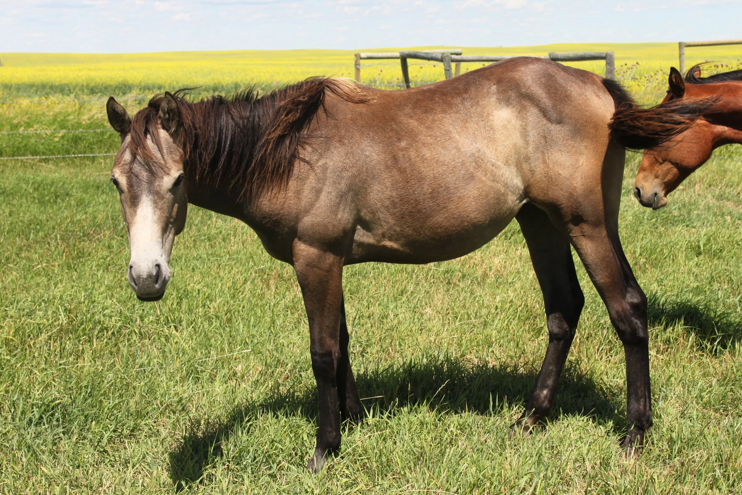 AQHA Filly - 2022