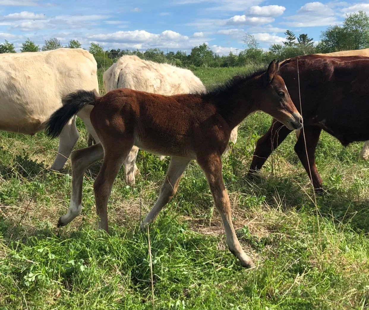 GRADE COLT - 2020 