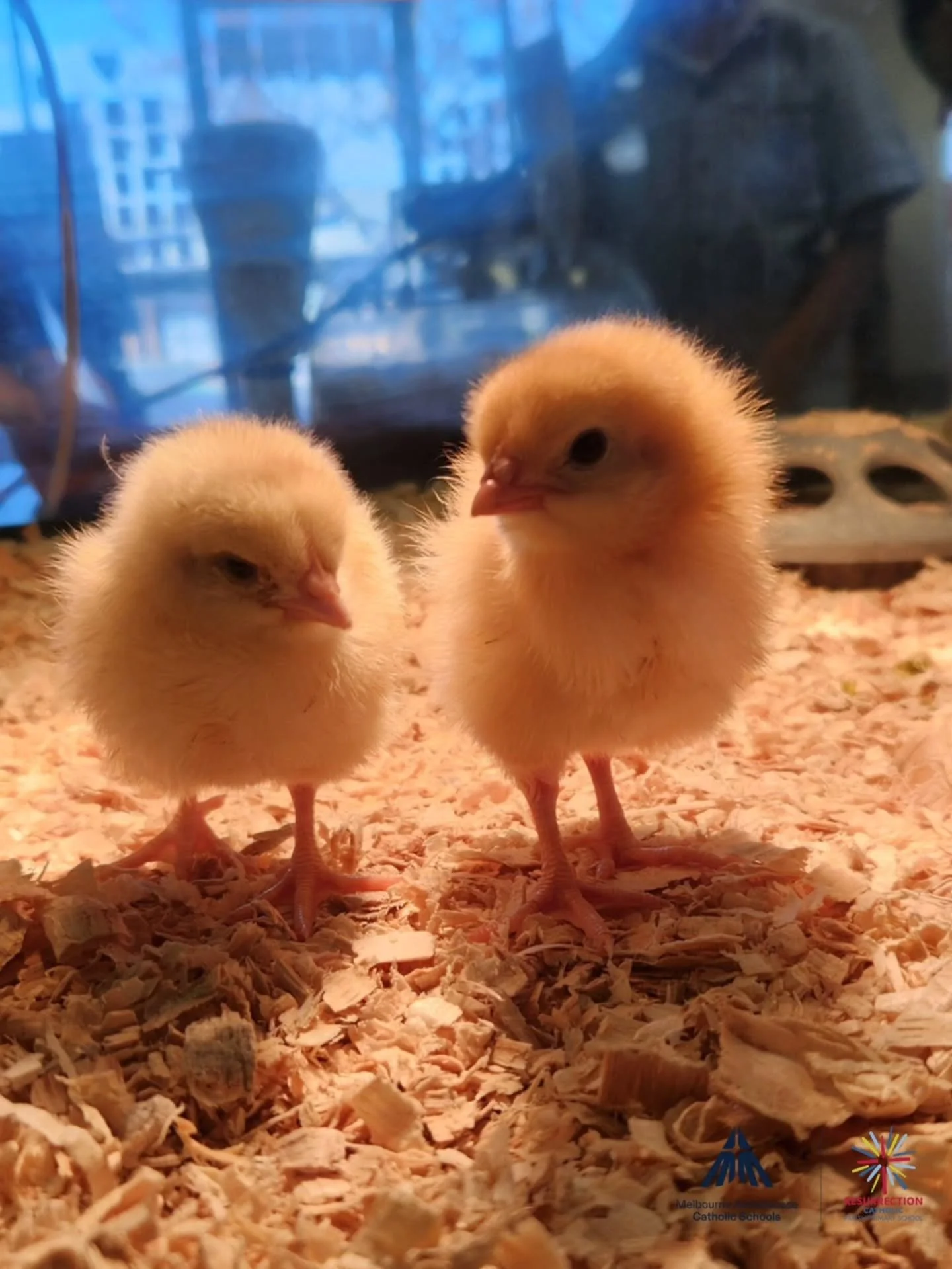 🐣 Learning About Living Things! 🌱

This term, our Prep students are exploring the fascinating world of living things and learning about the basic needs all living things require to survive, including air, water, food and shelter.

As part of their 