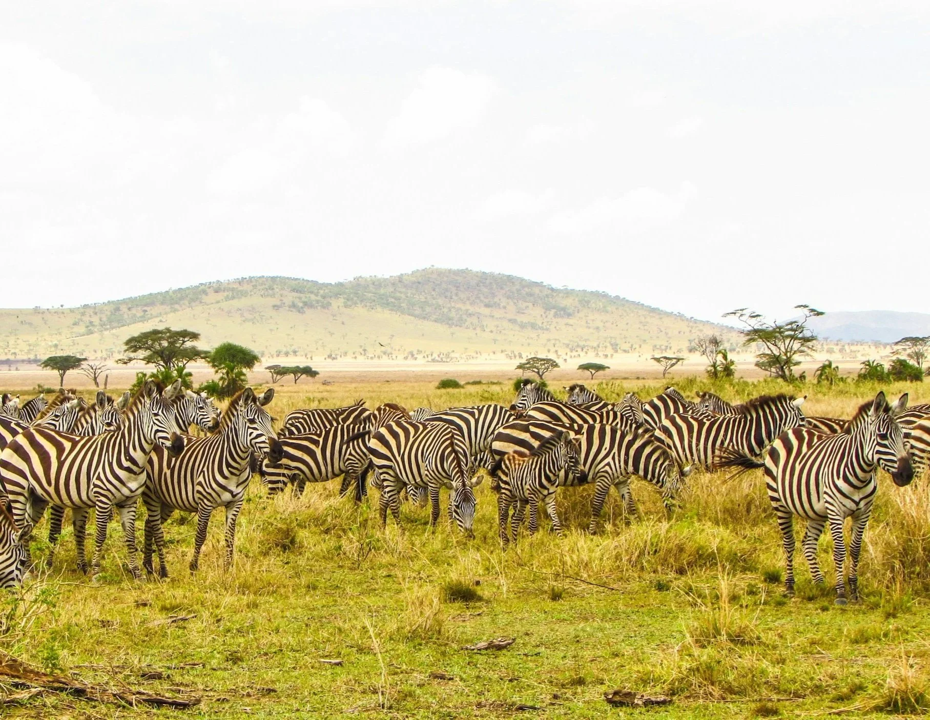 A herd of zebras grazing in an African savannah with scattered trees and a hill in the background.