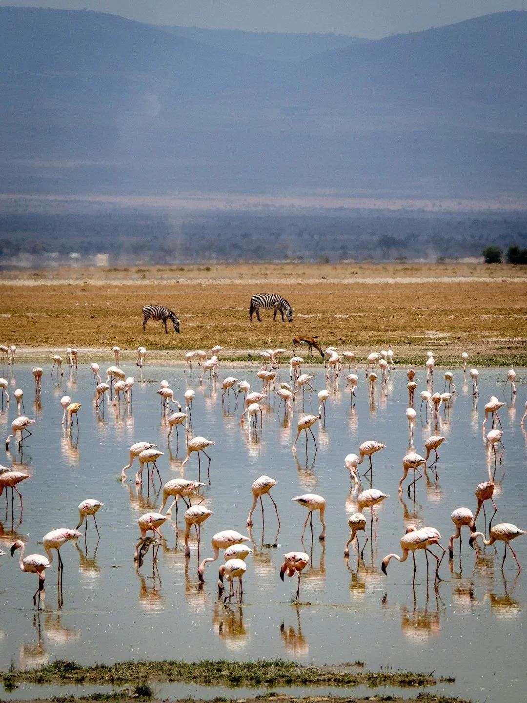 A group of flamingos wading in a shallow water body with zebras grazing on land in the background, set against a vast landscape with mountains in the distance.