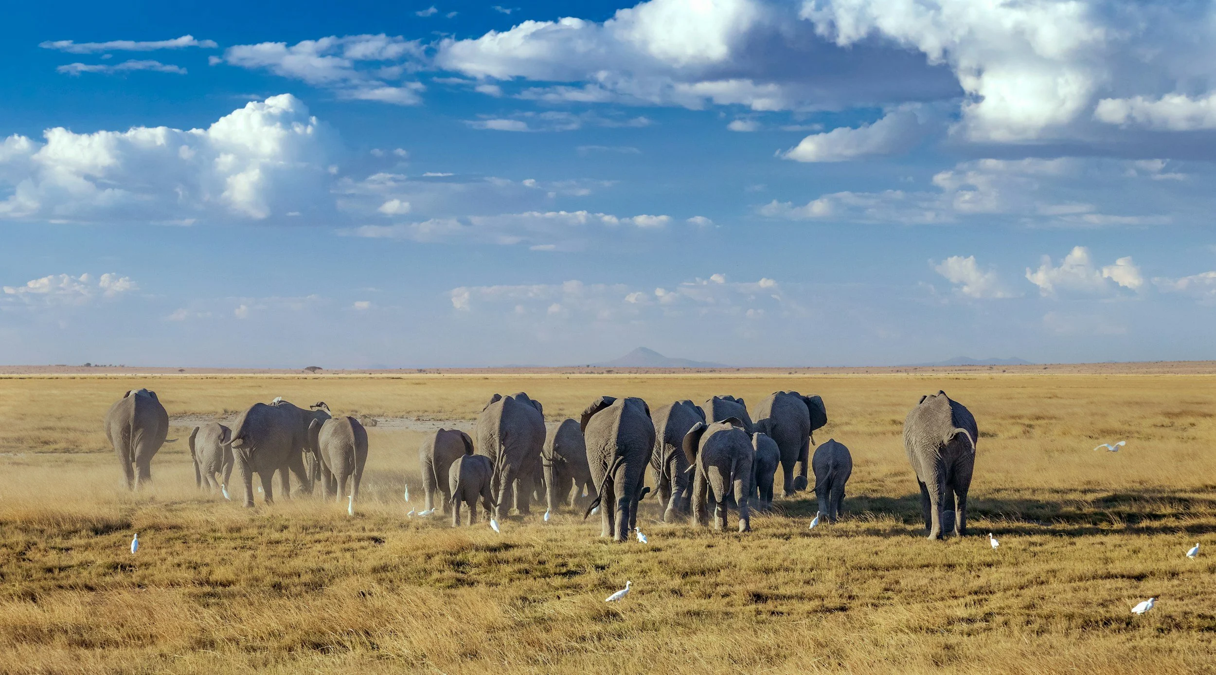 A herd of elephants walking across a grassy plain under a partly cloudy sky, with some white birds on the ground and flying nearby.