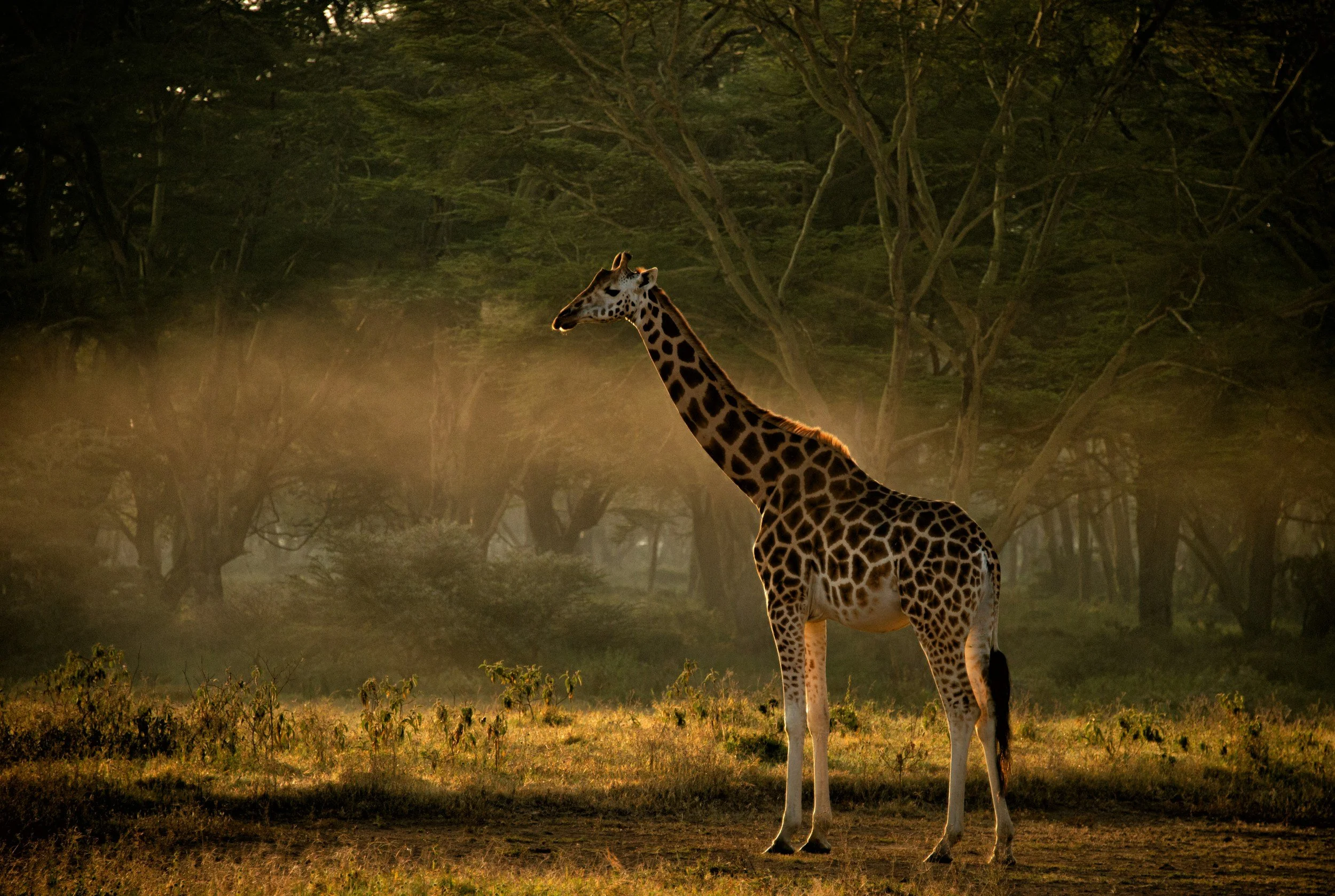 A giraffe standing on a grassy area in a forested landscape at sunset