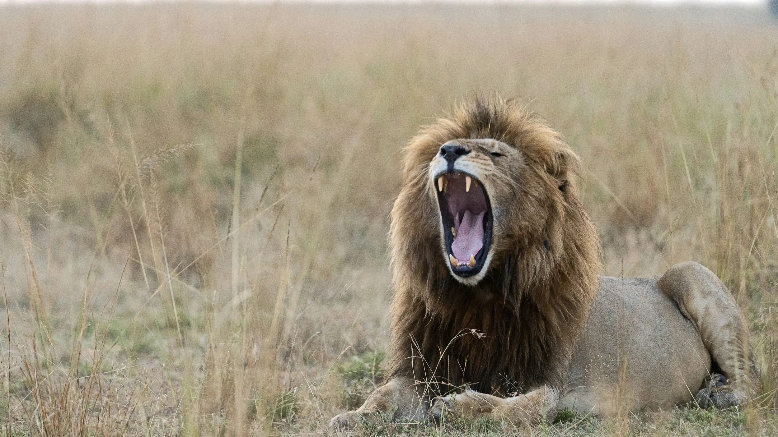 A lion roaring while lying on the grass in a savannah.