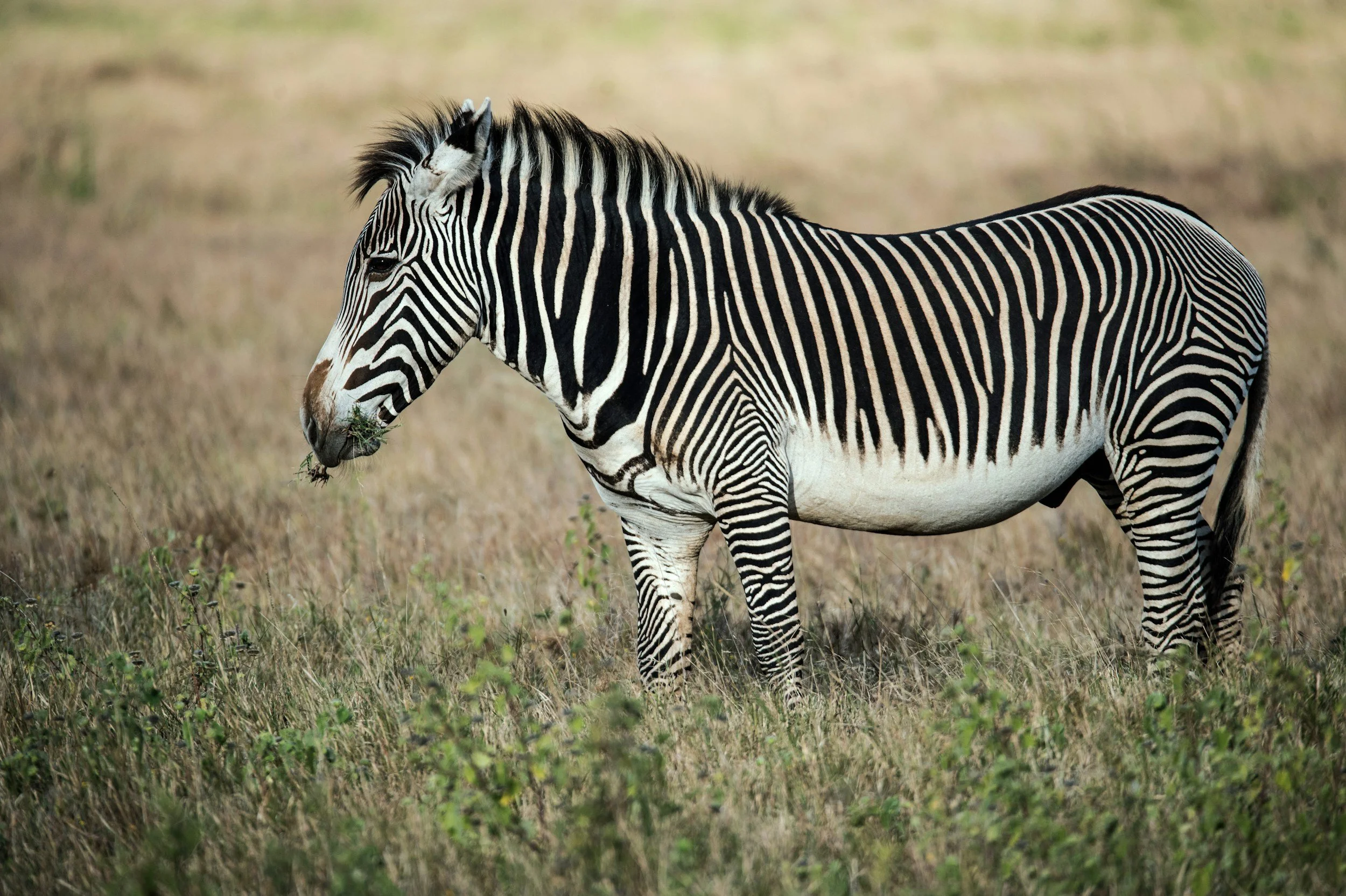 A zebra grazing in a grassy field.