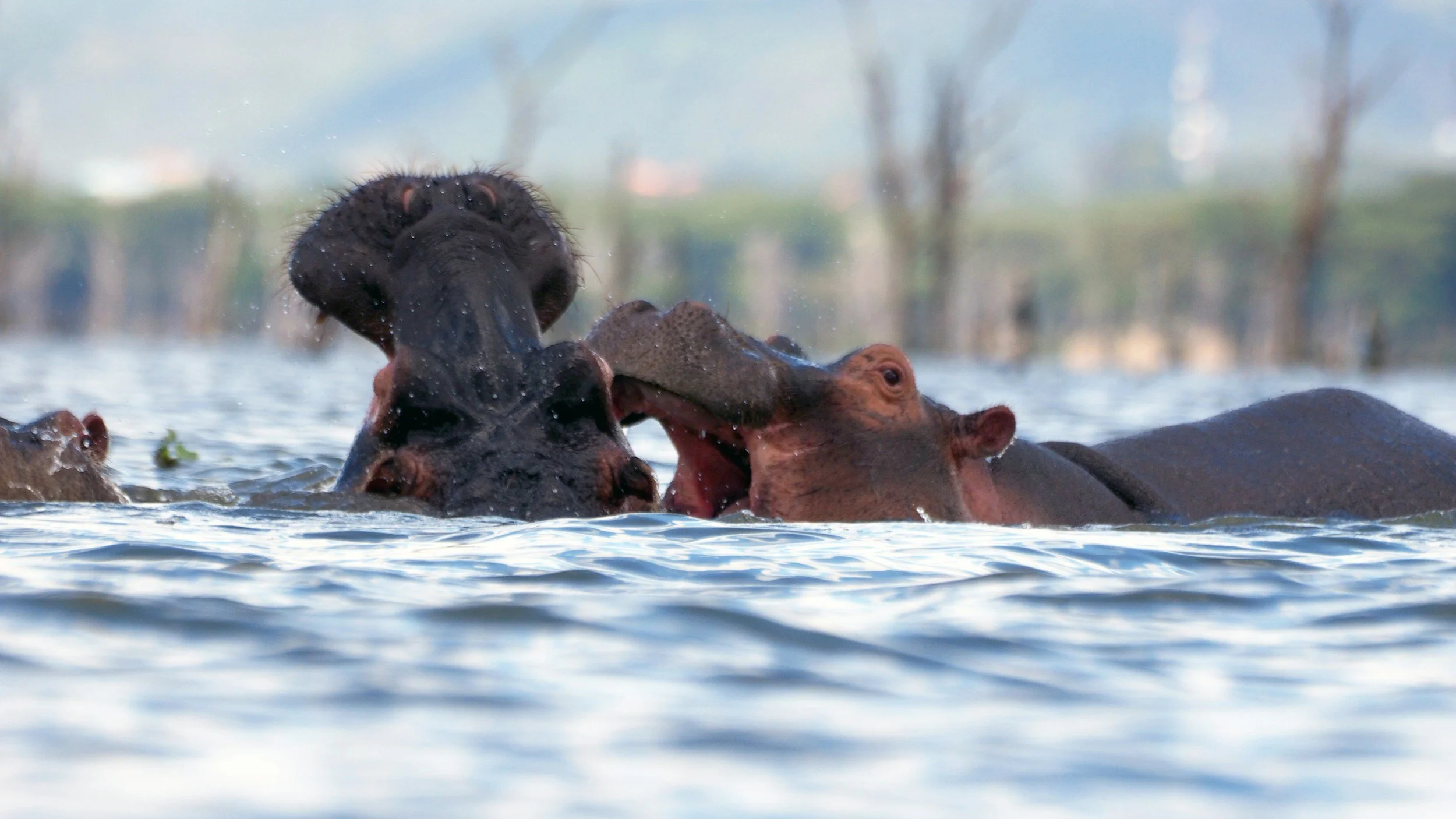 Hippopotamuses in water, one with mouth open, embracing and interacting in a river or lake, with blurry trees in the background.