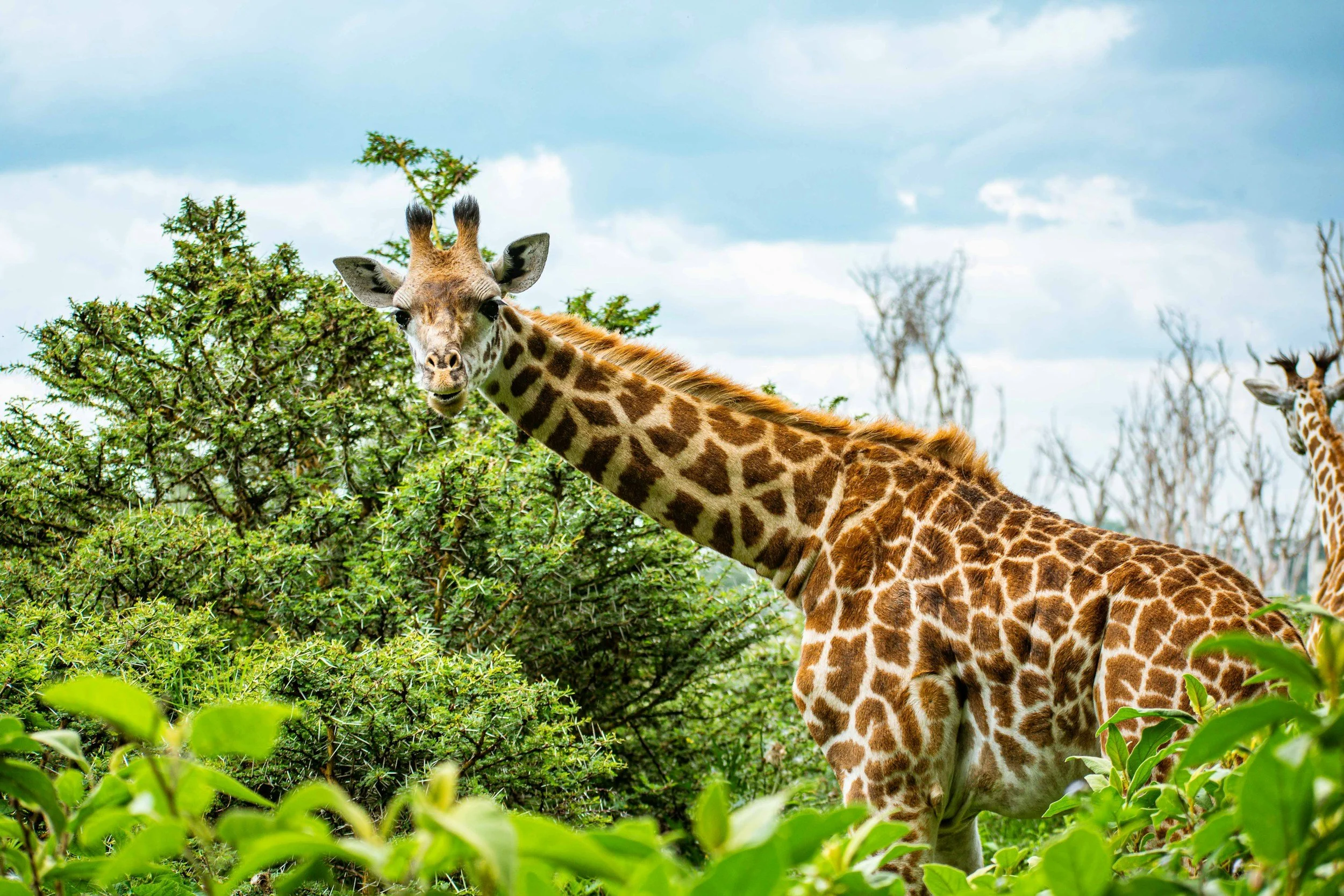 A giraffe standing in a green landscape with bushes and trees against a cloudy sky.