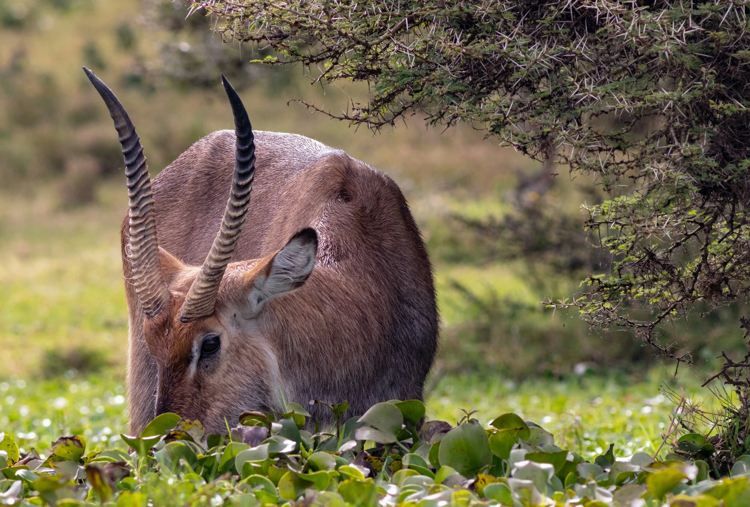 A close-up of a kudu with spiraled horns grazing in a grassy area with greenery and thorns in the background.