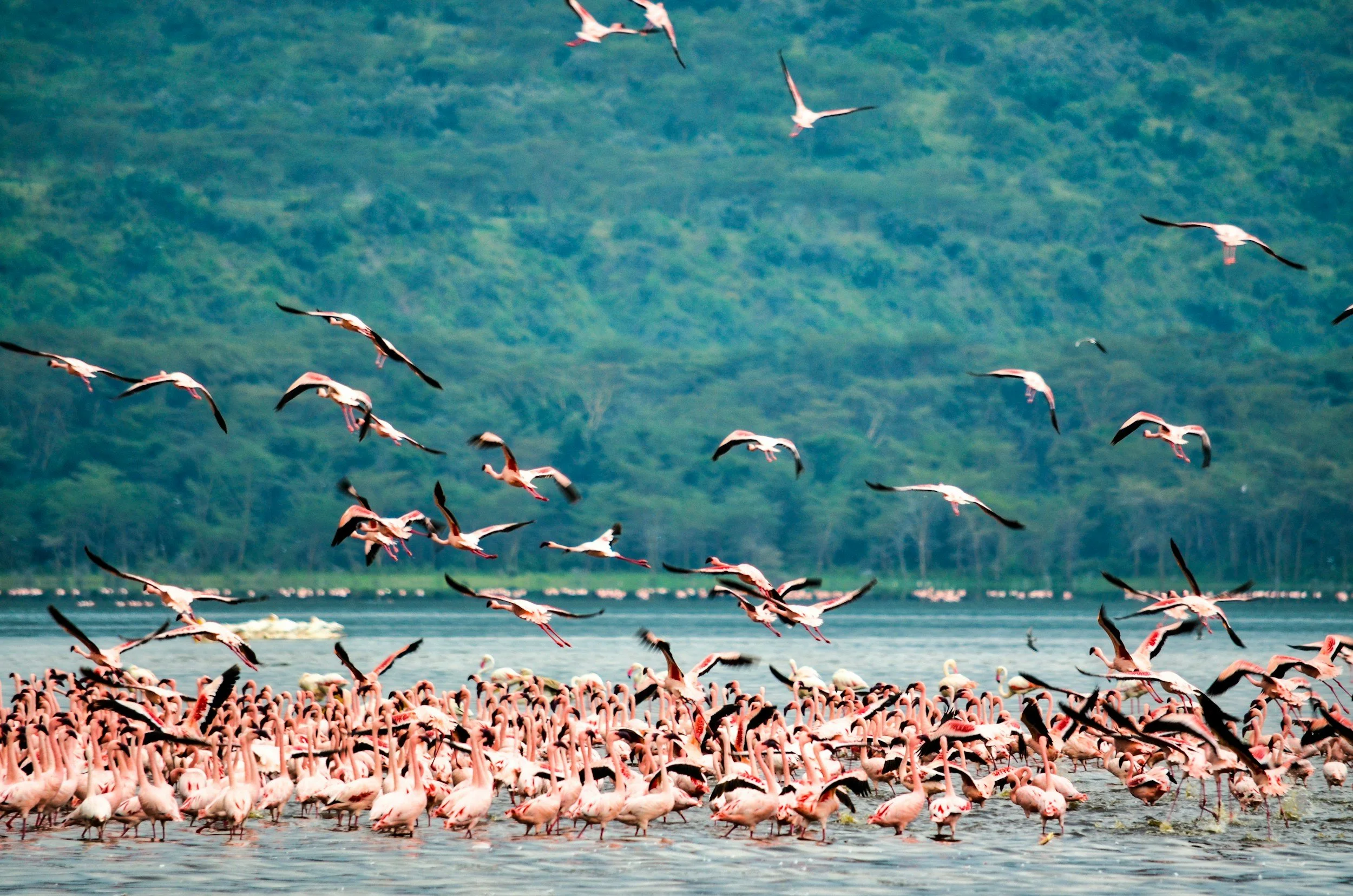 A large flock of flamingos in a body of water with some flamingos flying above and a lush green forested mountain in the background.