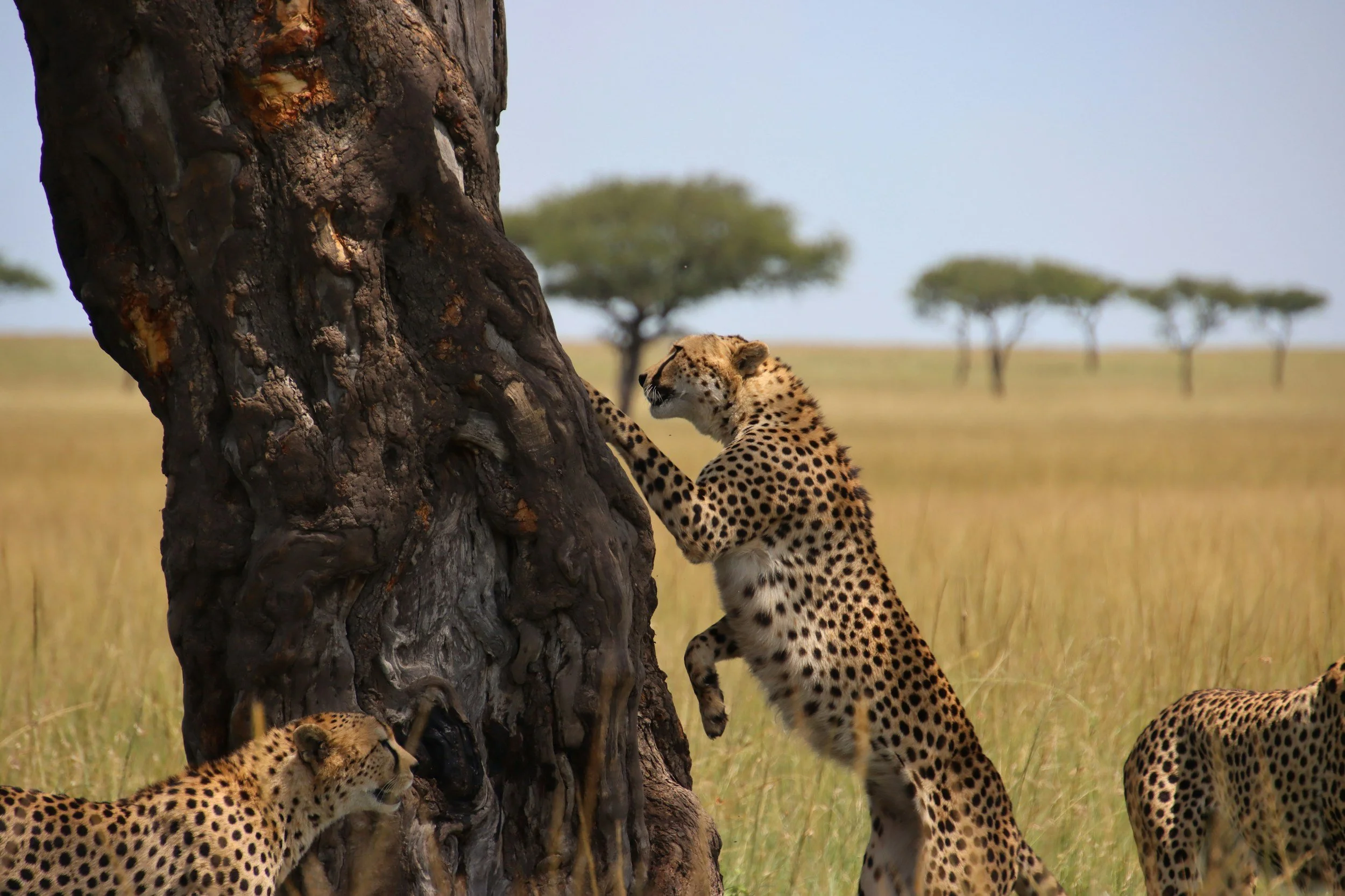 Three cheetahs in a savannah, one climbing a tree trunk, and the other two on the ground, with grass and trees in the background.