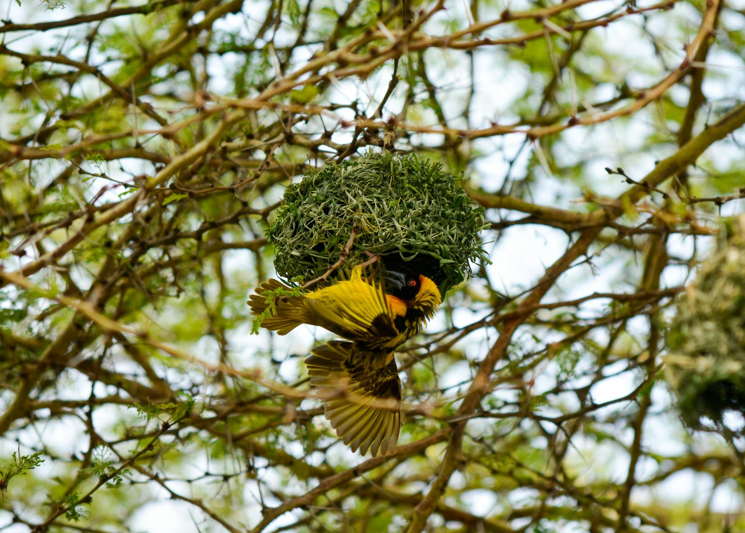 A yellow and black bird, possibly a baltimore oriole, sitting under a tree near its nest, with branches and leaves surrounding it.