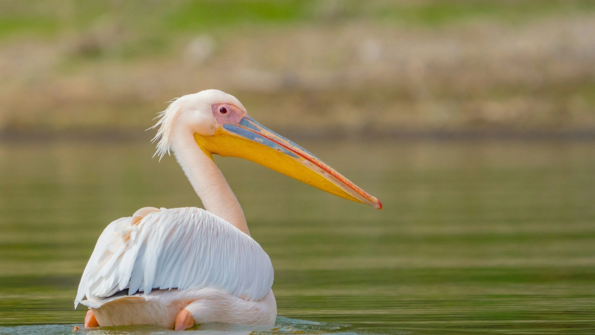 A close-up of a pelican swimming in water, showing its large colorful bill and white feathers.